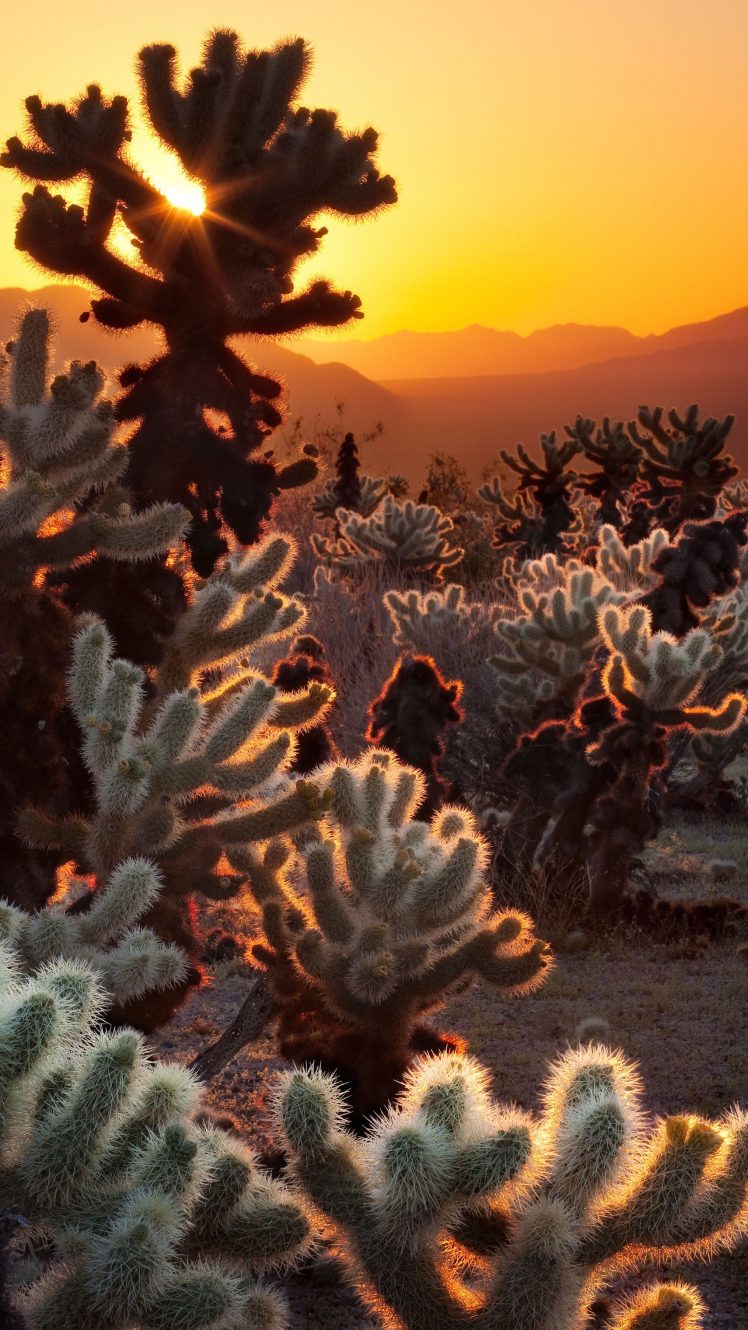 Cholla Cactus Garden Sunrise - HD Wallpaper 