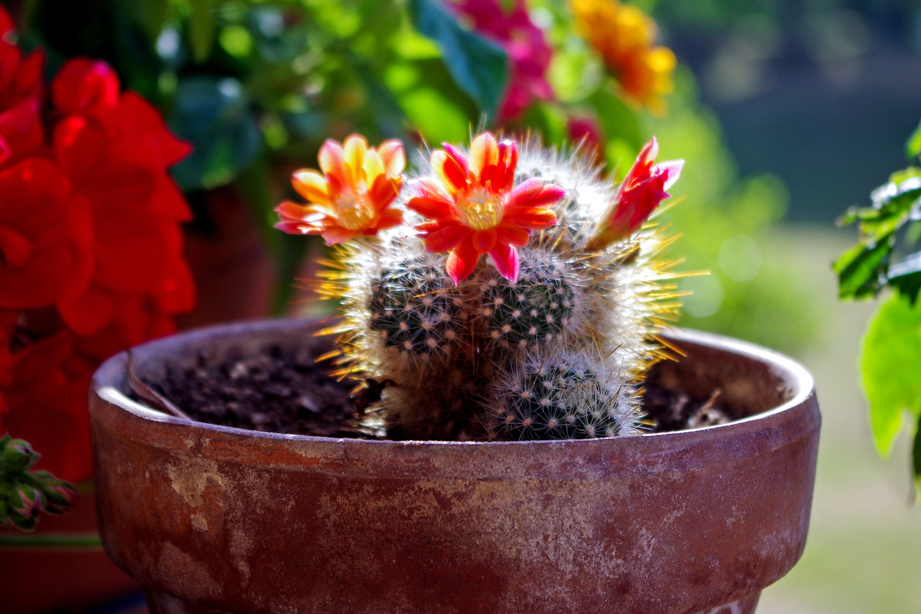 Cactus Flower Hd - HD Wallpaper 