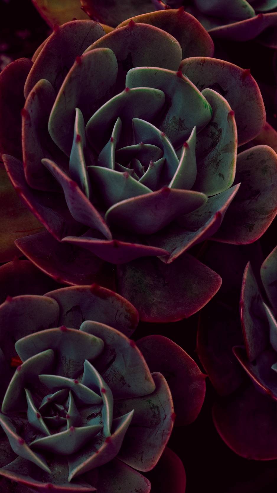 Wallpaper Echeveria, Succulents, Houseplant, Leaves - Dark Iphone X Wallpaper Succulent - HD Wallpaper 
