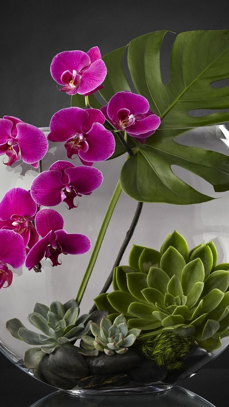 Iphone Wallpaper Phalaenopsis, Purple Flowers, Succulent - Happy Mothers Day Orchids - HD Wallpaper 