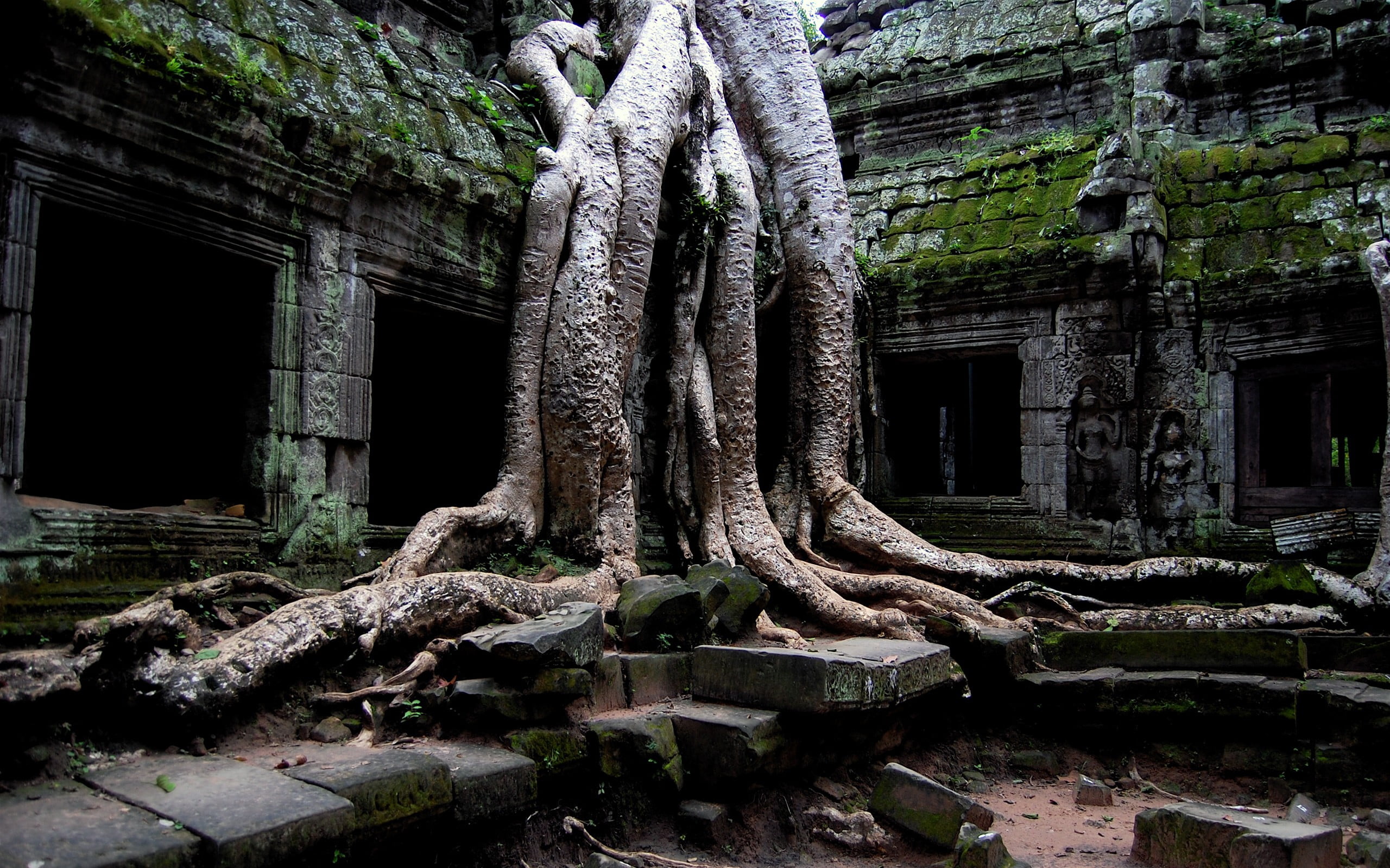 Ta Prohm - HD Wallpaper 