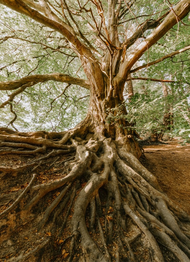 Old Tree Roots, Branches - Tree Roots - HD Wallpaper 