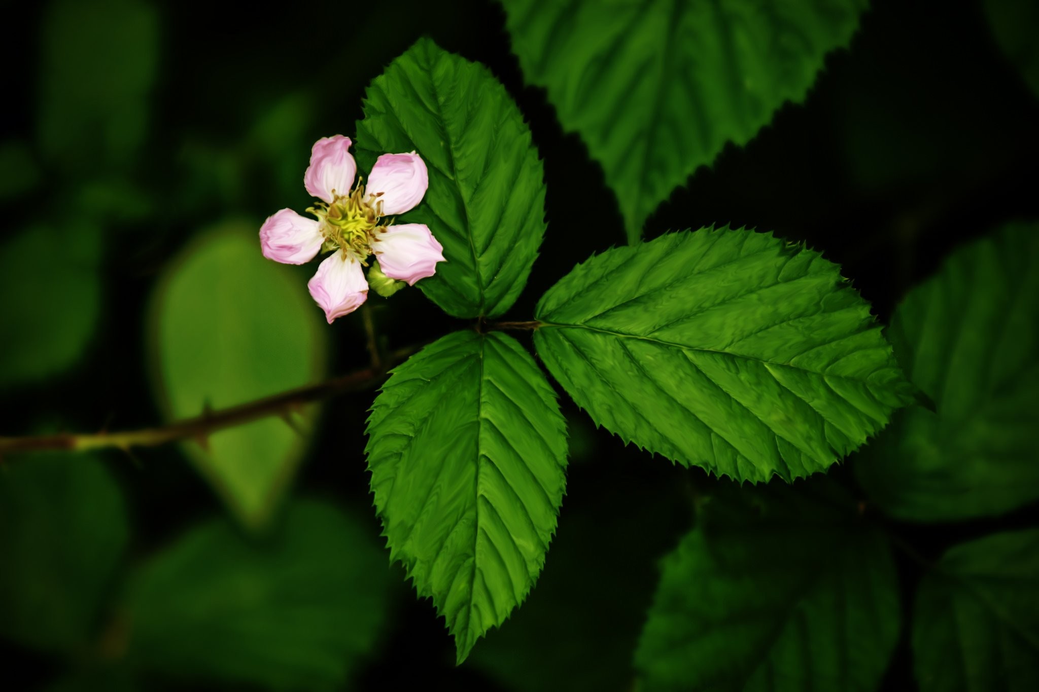 Branch, Plant,hd Wallpapers, Desktop Wallpapers, High - Hd All Wallpapers In Forest Leaves - HD Wallpaper 