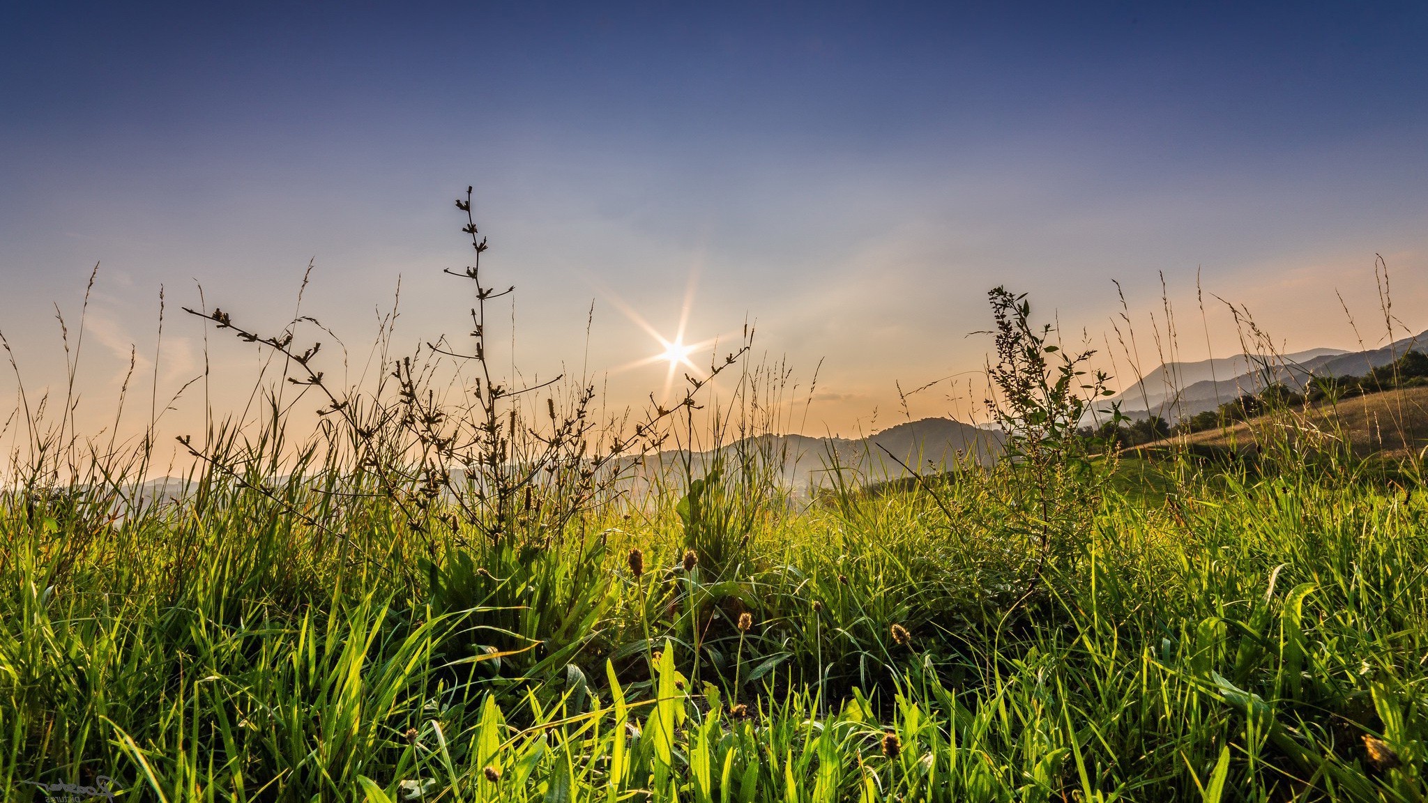 Sweet Grass - HD Wallpaper 