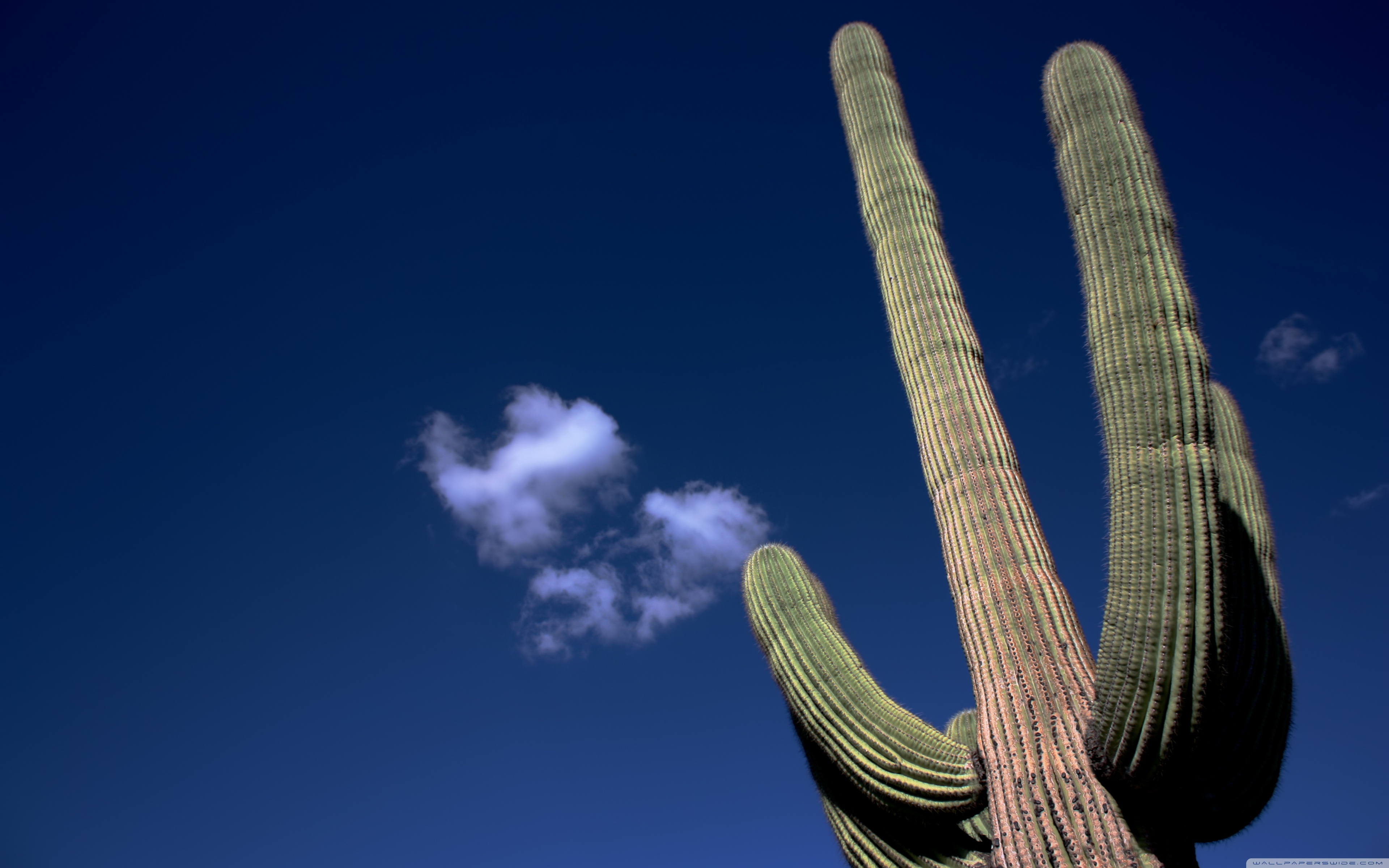 Saguaro Cactus Hd - HD Wallpaper 