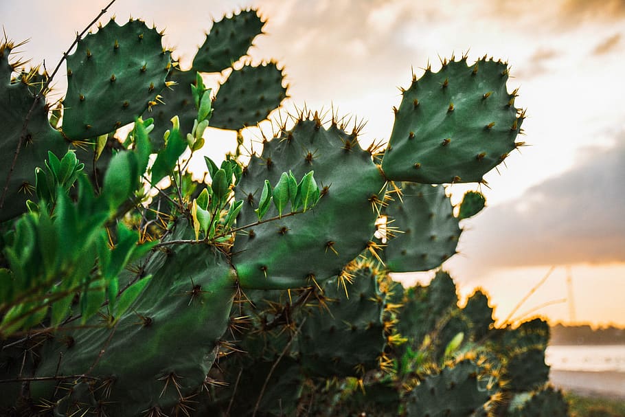 Sri Lanka, Arugam Bay, Beach, Sunshine, Succulent, - Eastern Prickly Pear - HD Wallpaper 