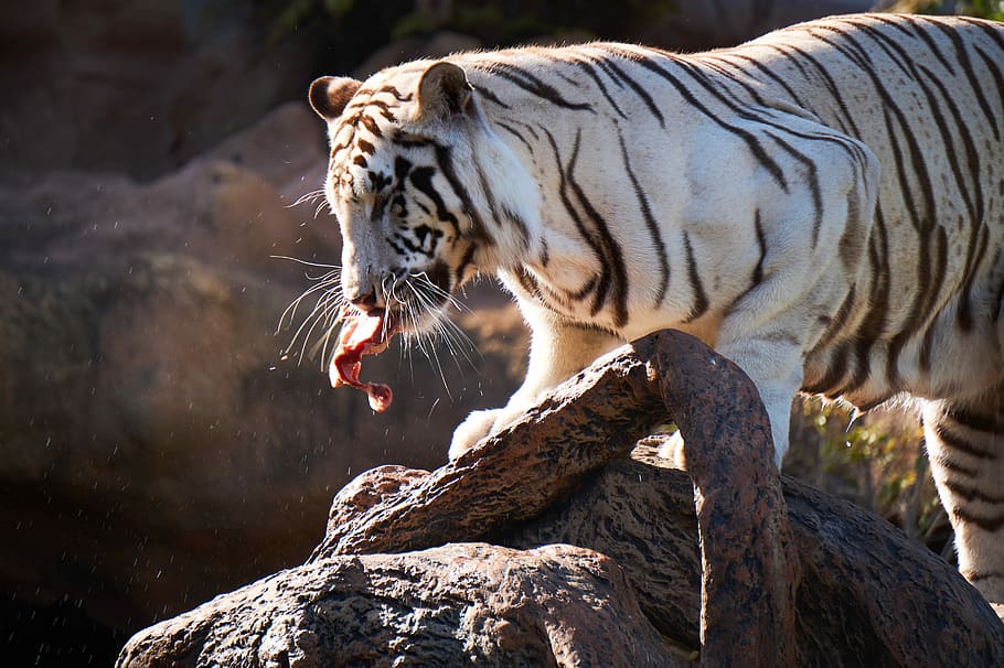 White Tiger Eating Raw Meat On Rock, White Tiger On - Do White Tigers Eat - HD Wallpaper 