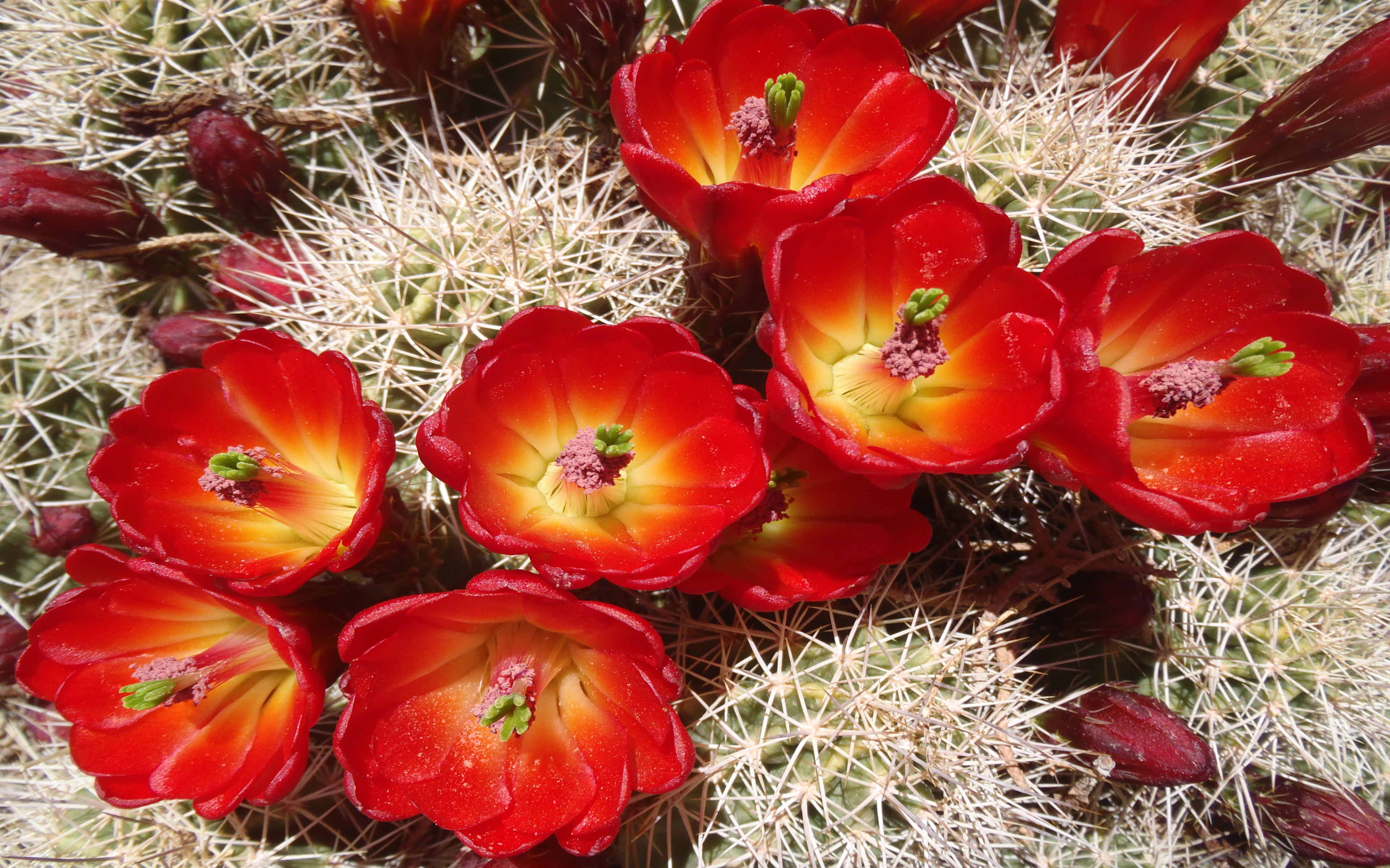 Canyonlands Flowers - HD Wallpaper 