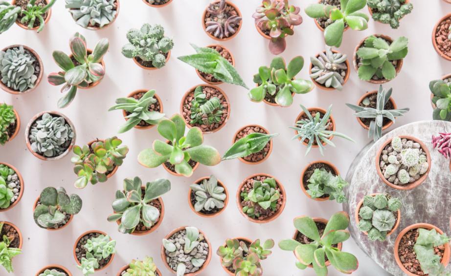 White Mexican Rose - HD Wallpaper 