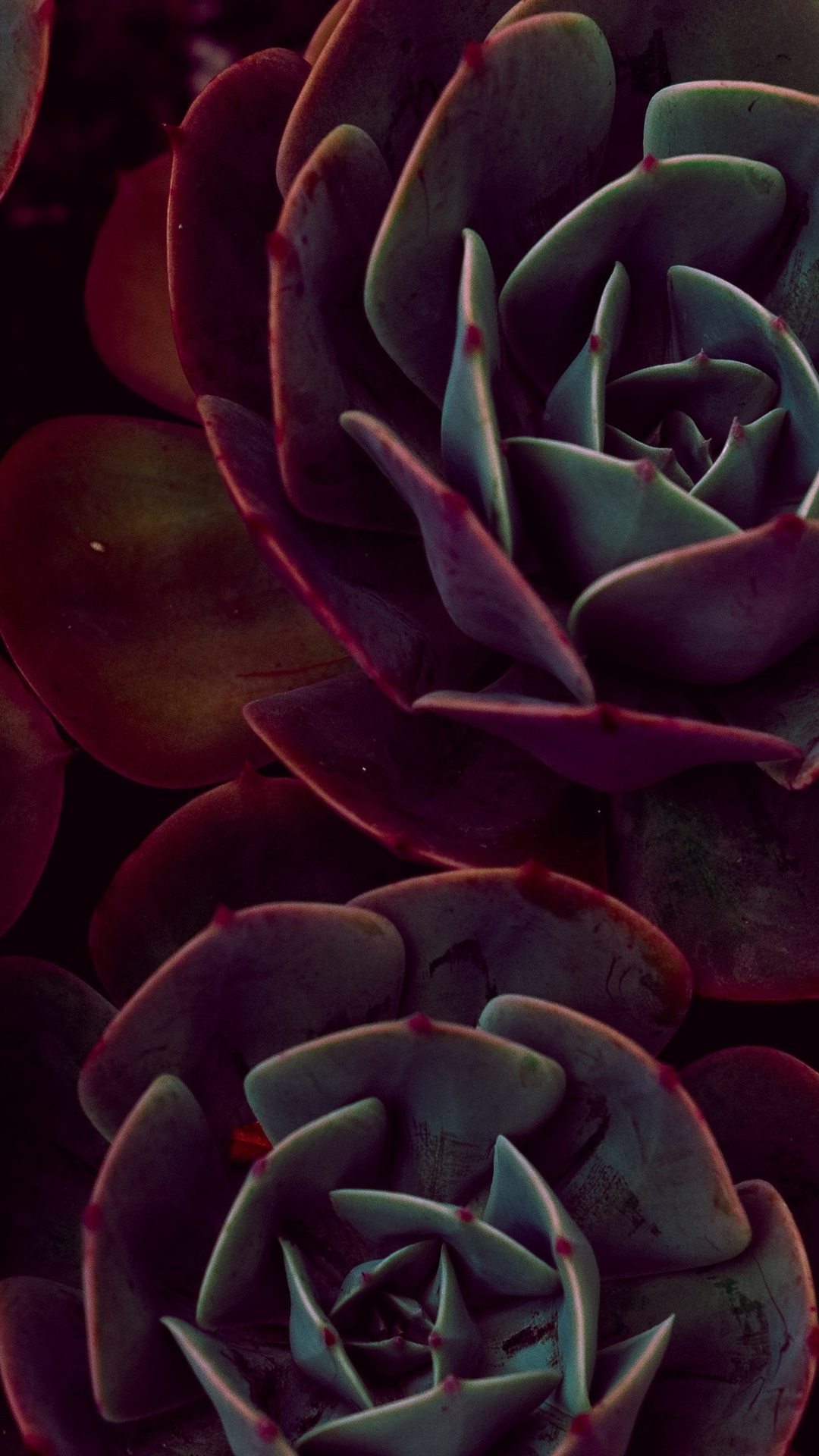 Iphone Wallpaper Houseplant Close-up, Echeveria, Succulent - Succulent Wallpaper 2560 - HD Wallpaper 