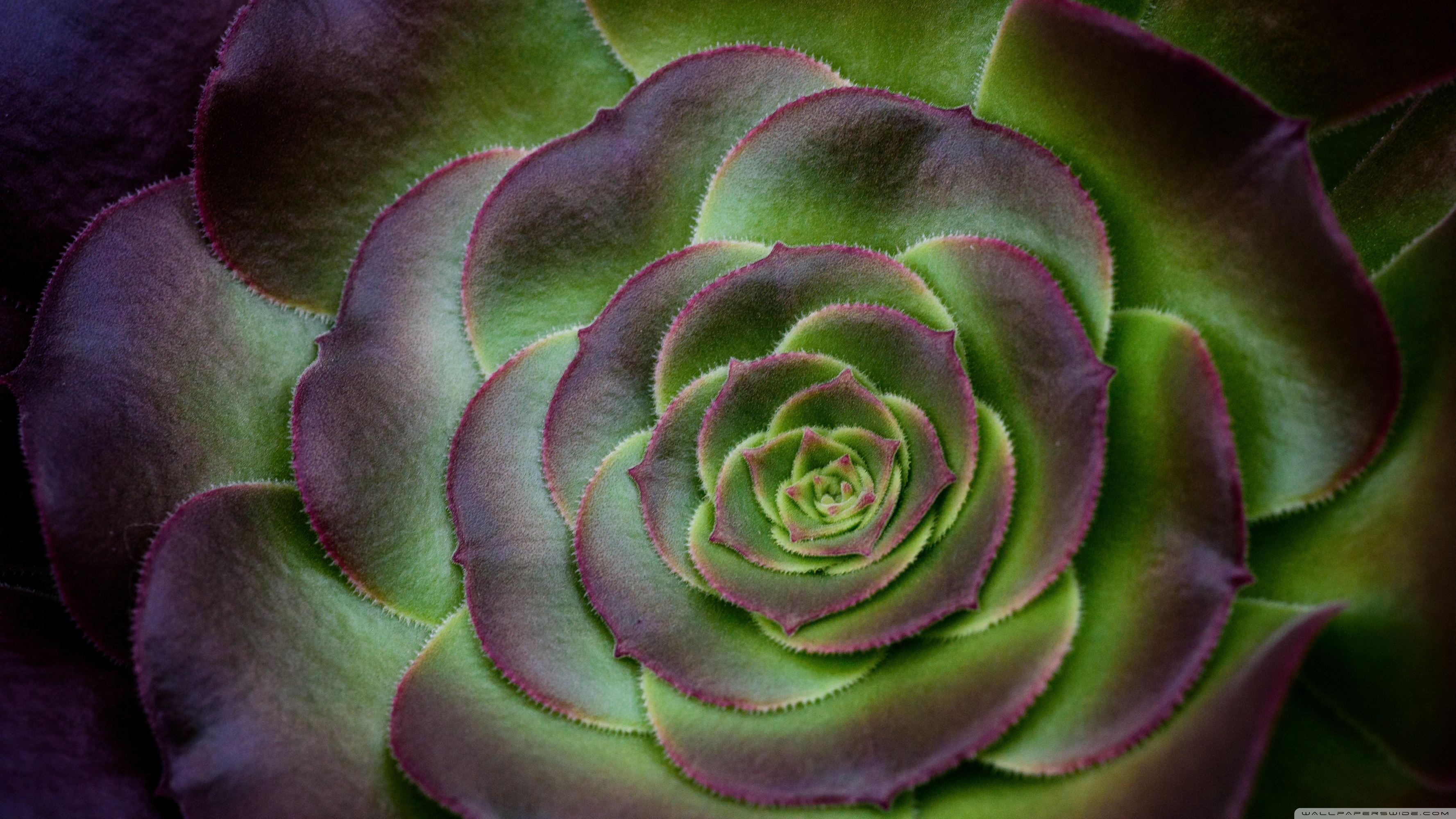 16:10 Aspect Ratio - HD Wallpaper 