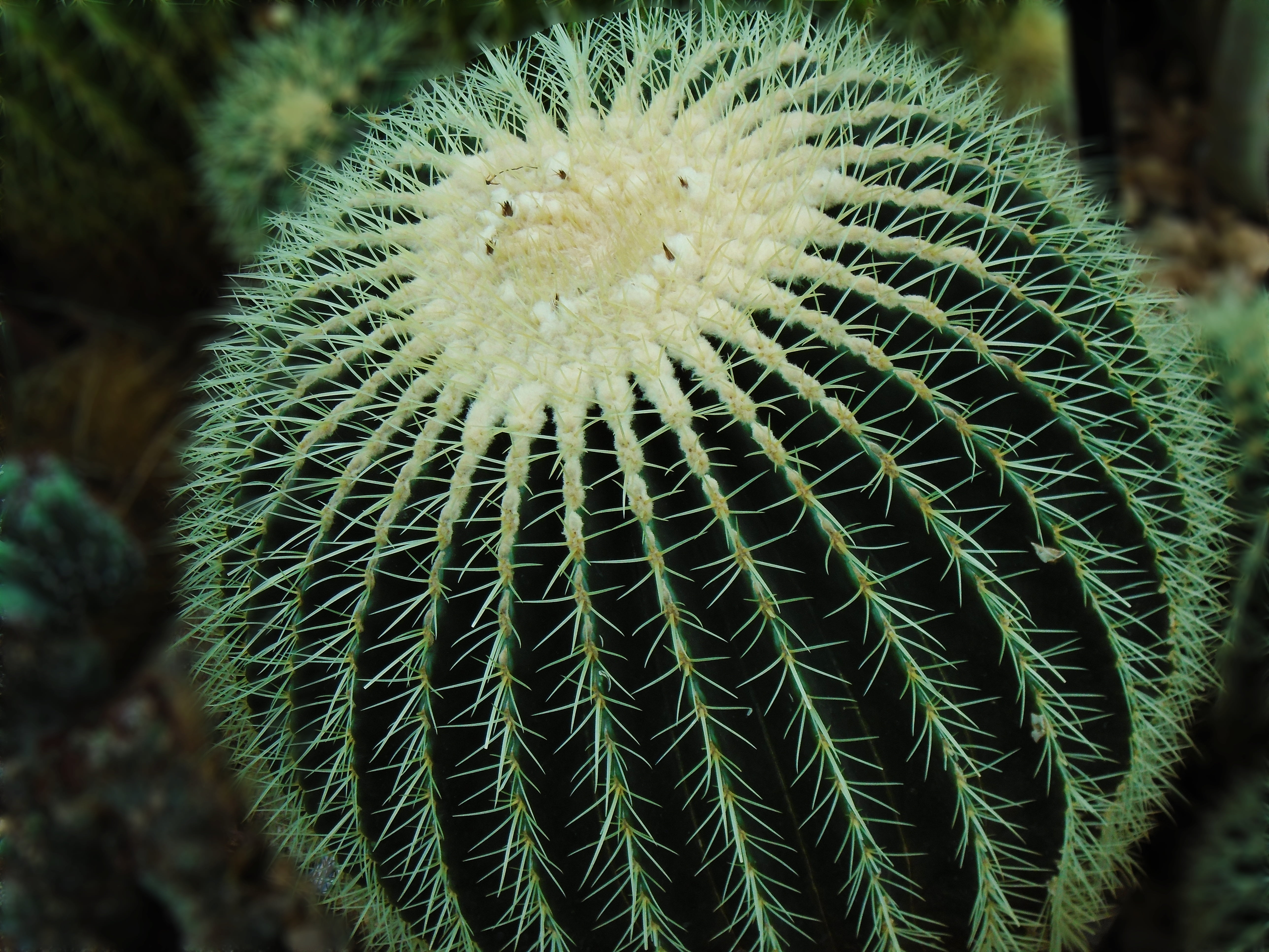 4k Wallpaper Cactus - HD Wallpaper 