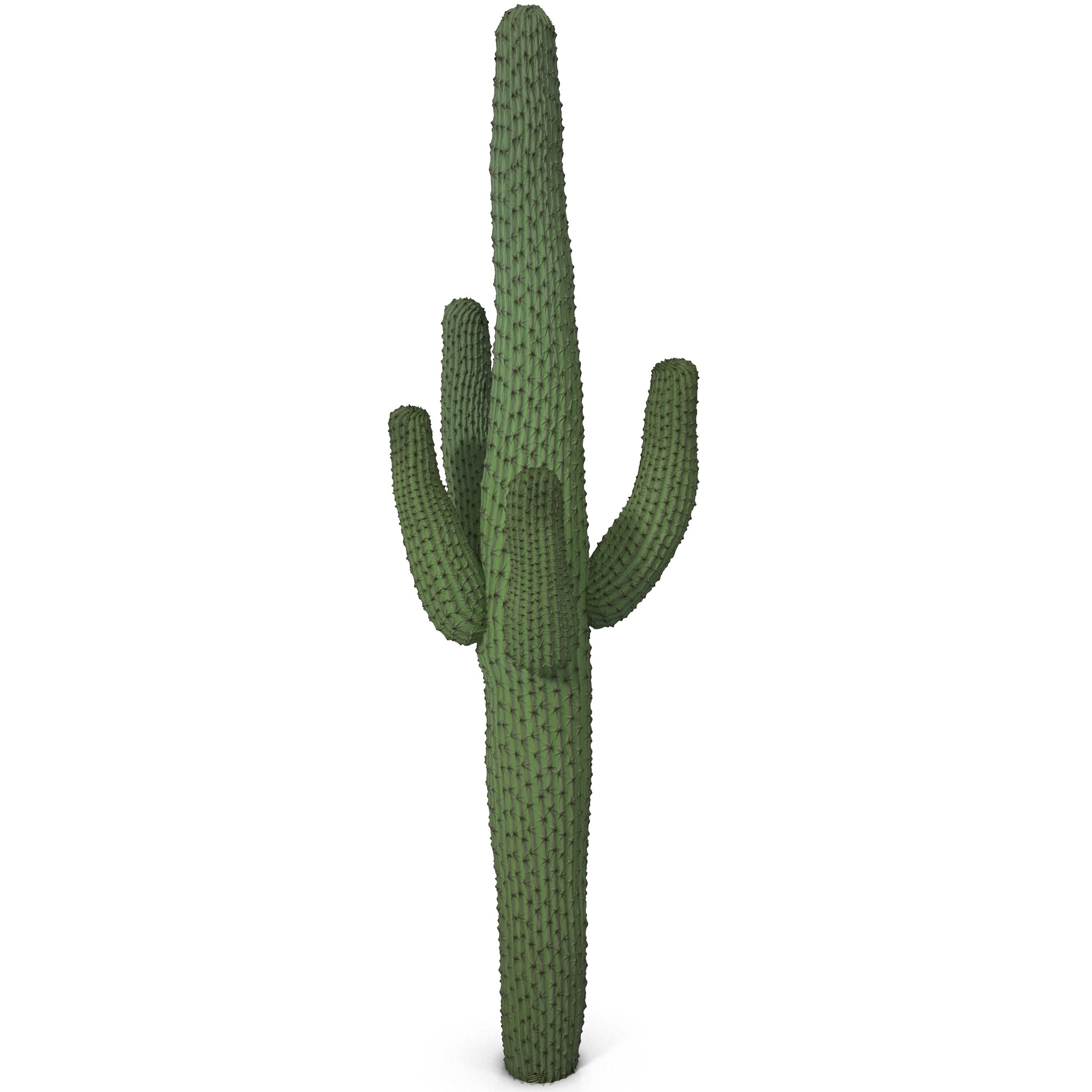 Cactus Wallpapers - HD Wallpaper 