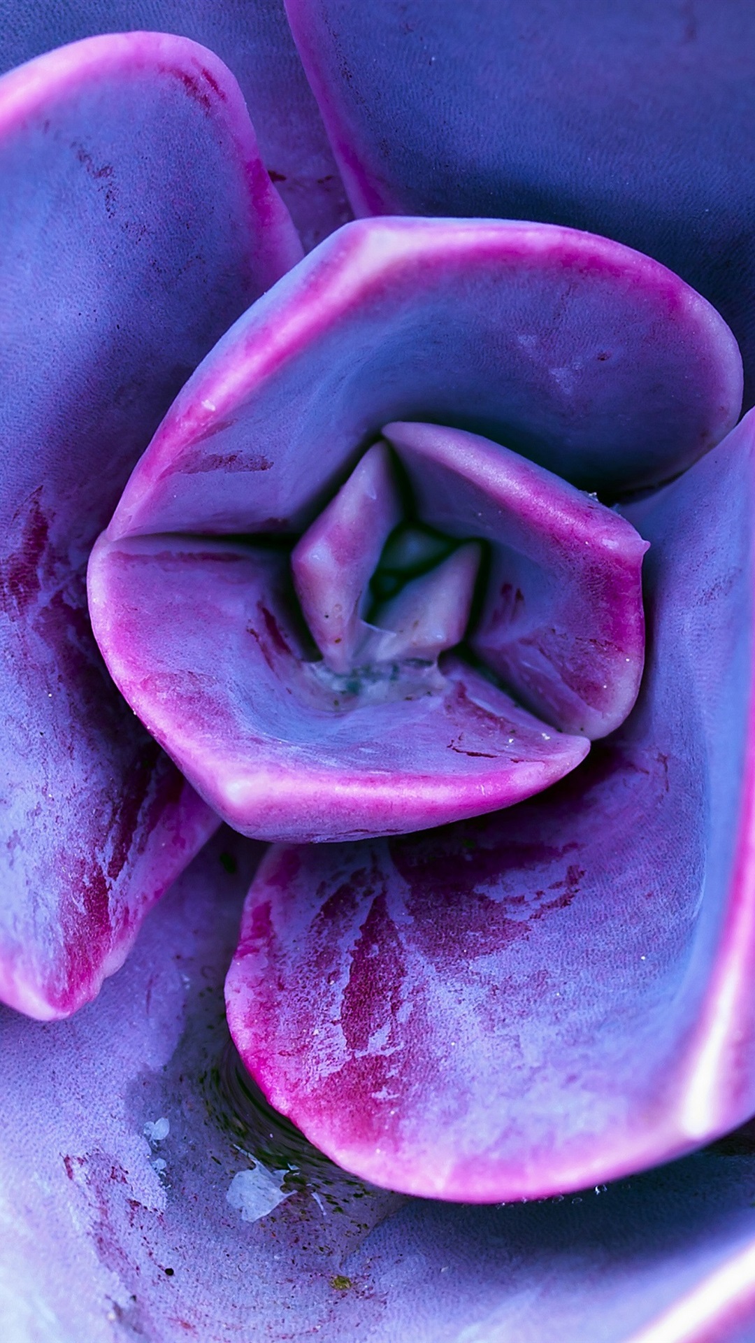 Iphone Wallpaper Succulent Plants, Purple Petals - Sempervivum - HD Wallpaper 