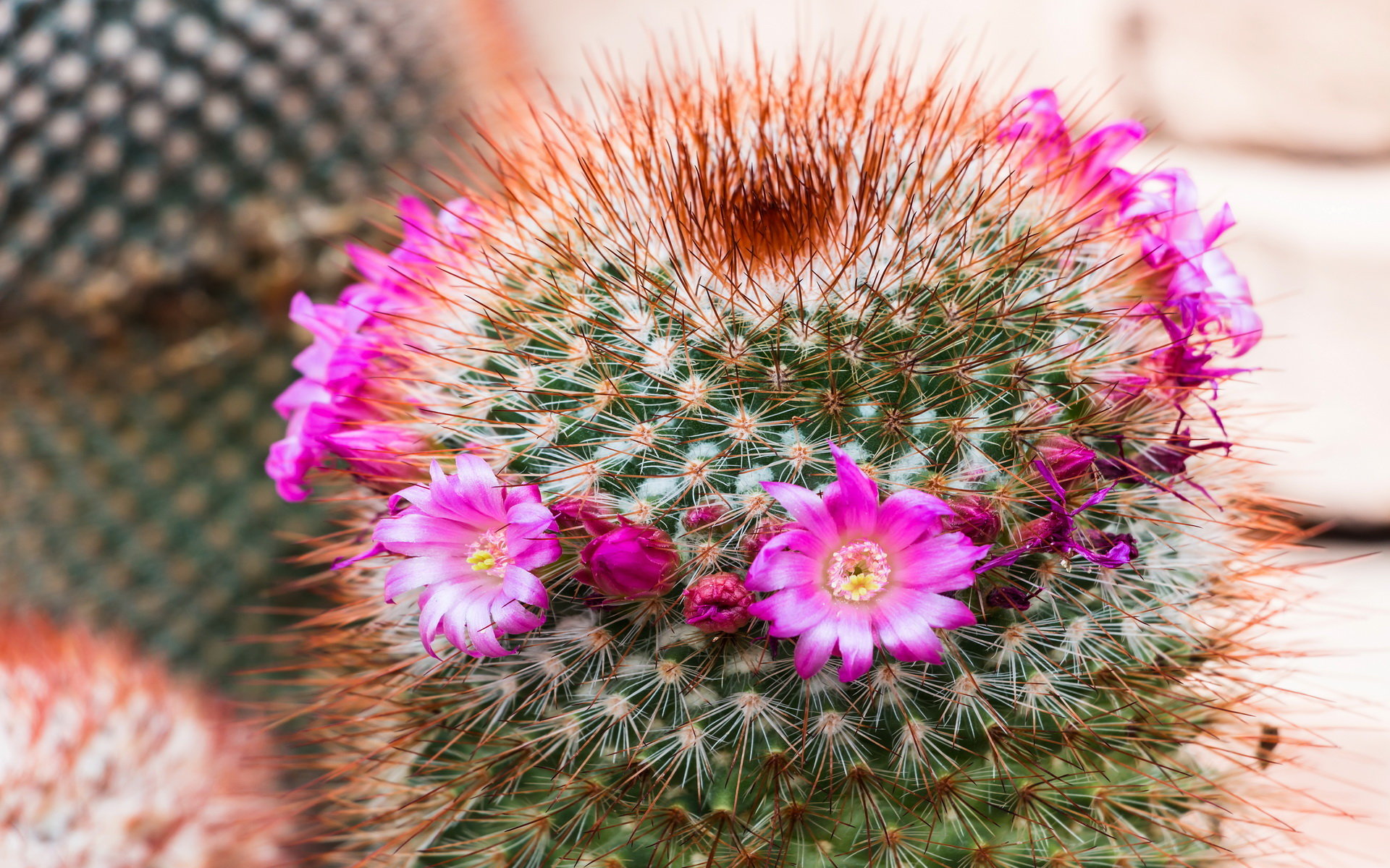 Awesome Cactus Free Wallpaper Id - Cactus - HD Wallpaper 
