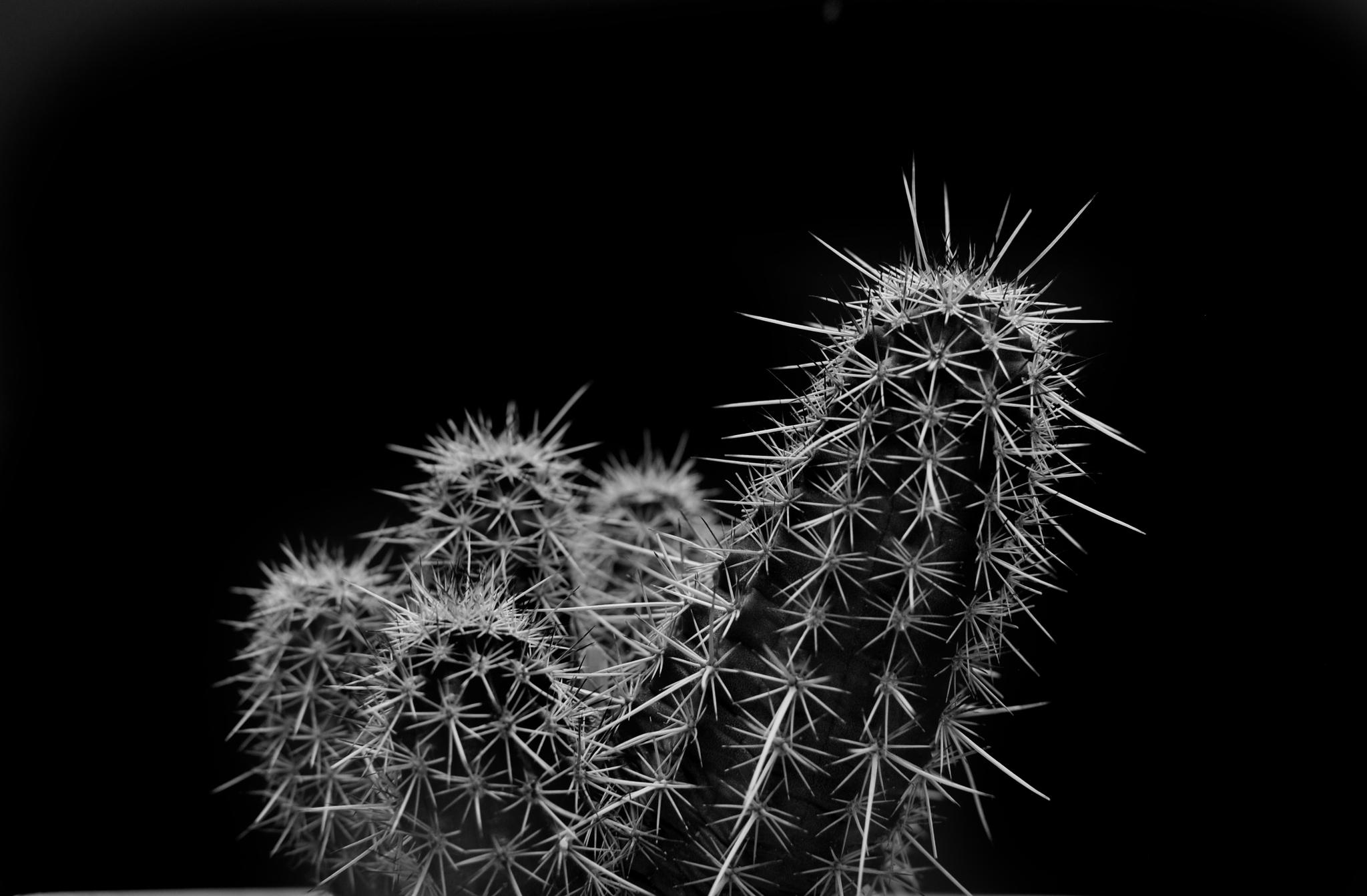 Cactus Wallpaper Black And White - HD Wallpaper 