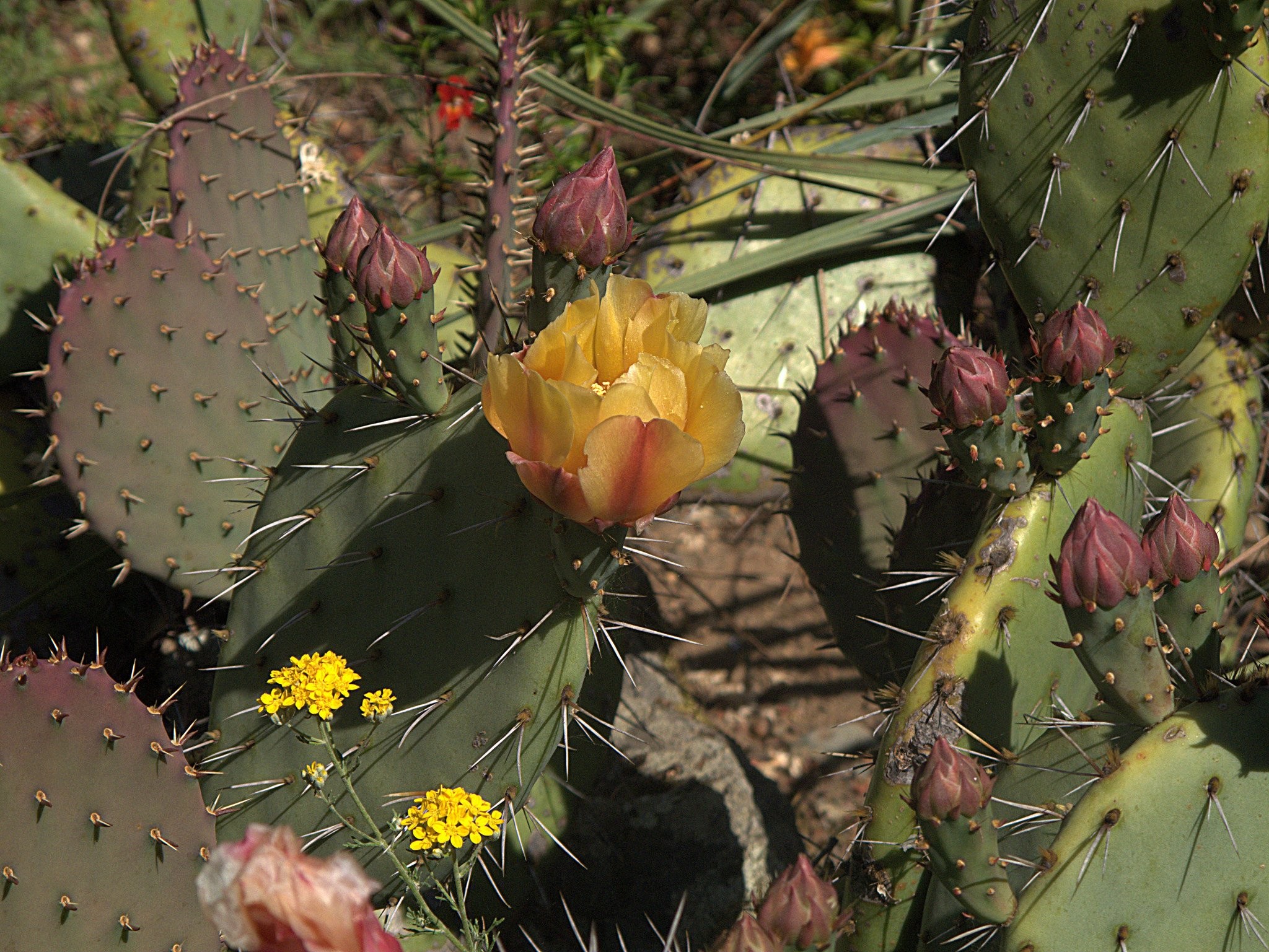 Eastern Prickly Pear - HD Wallpaper 