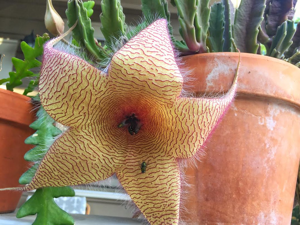 Asclepiadoideae - HD Wallpaper 