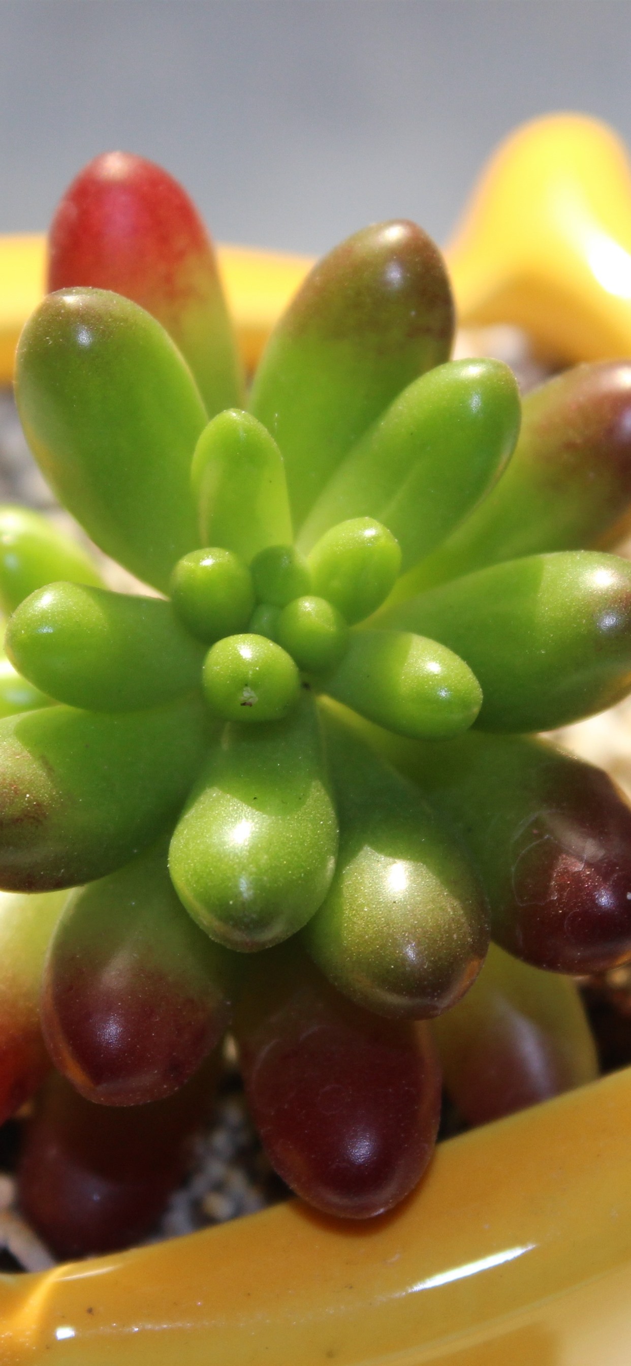 Iphone Wallpaper Succulent Plants - Succulent Plant - HD Wallpaper 