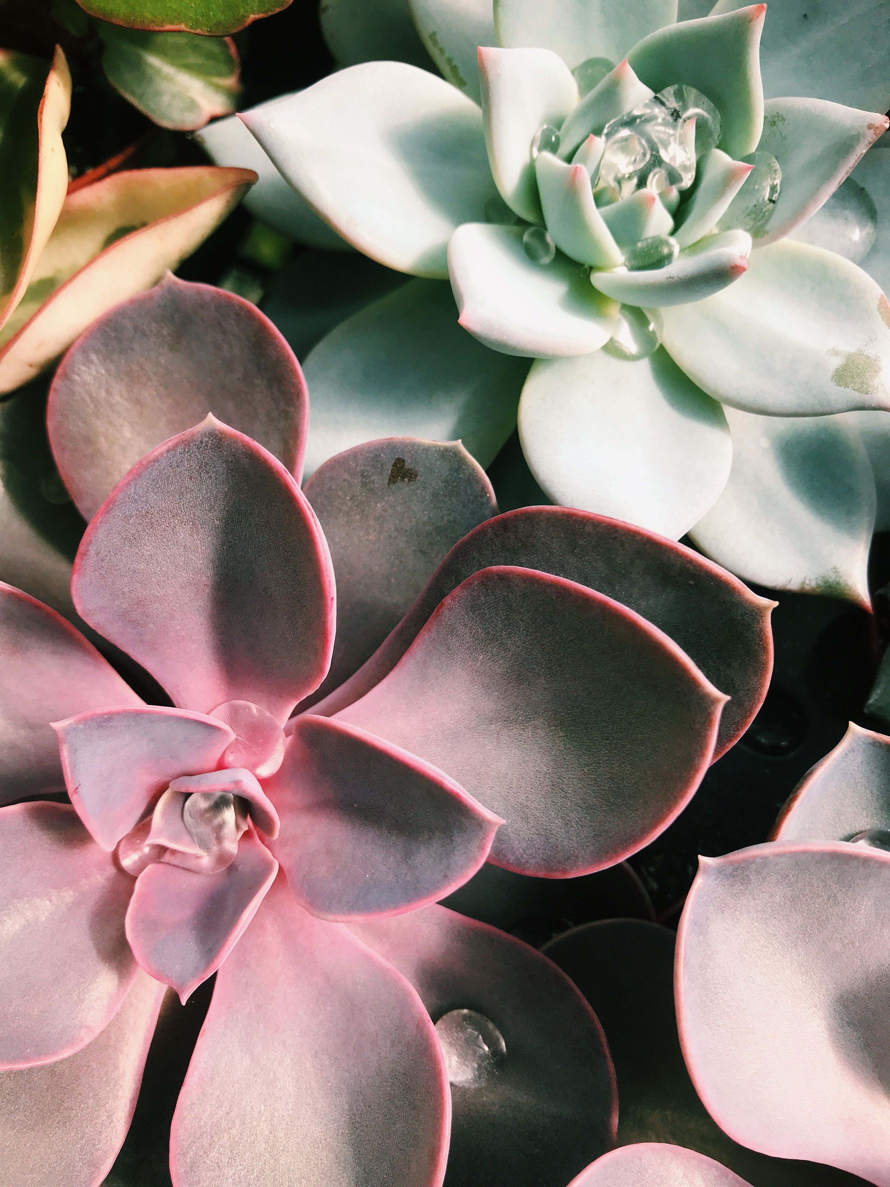 White Mexican Rose - HD Wallpaper 