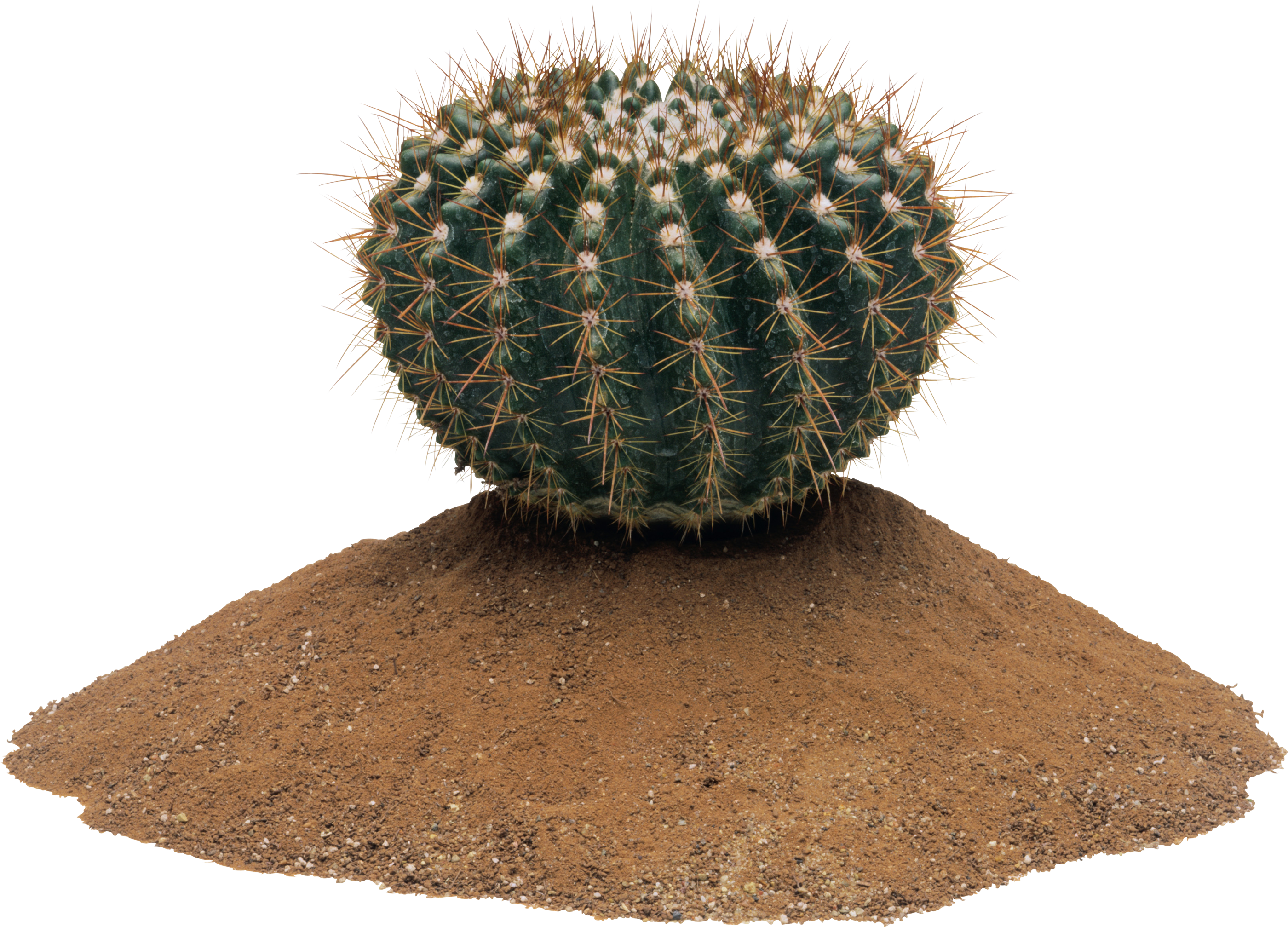 Cactus Png Image - Transparent Png Cactus - HD Wallpaper 