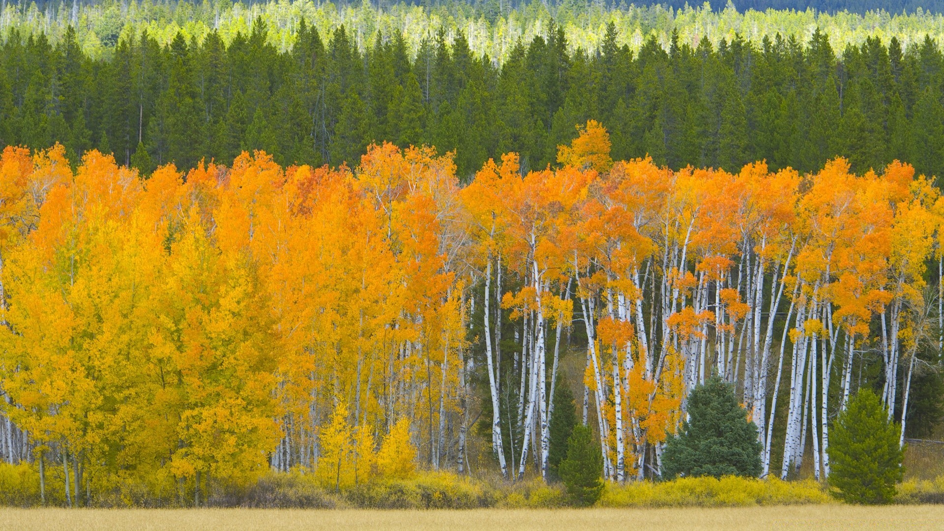 Autumn Wood Tree Fall Landscape Scenic Outdoors Leaf - Wallpaper - HD Wallpaper 