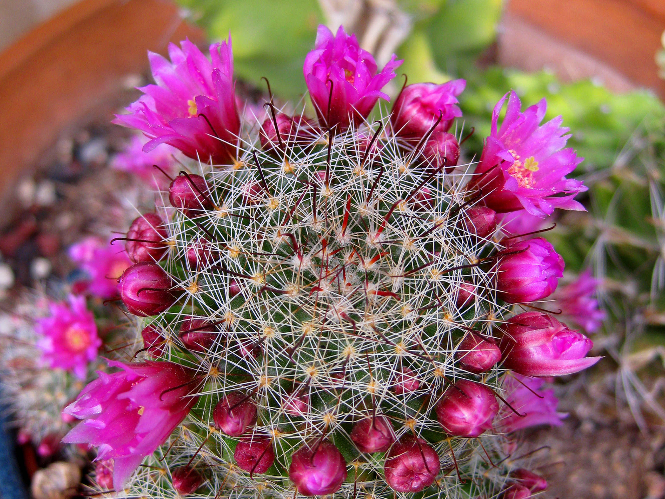 Cactus - HD Wallpaper 
