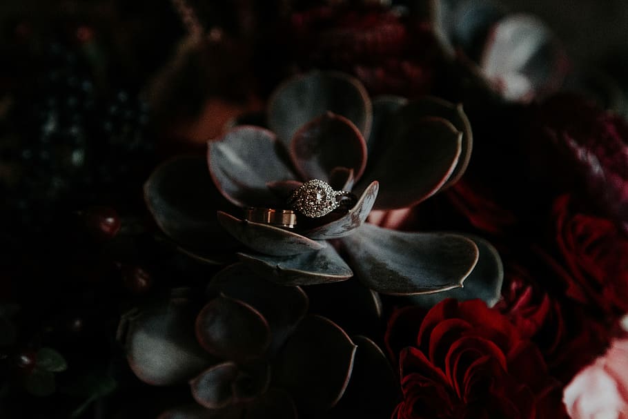 Silver Colored Ring On Top Of Black And Red Succulent - Jewellery - HD Wallpaper 