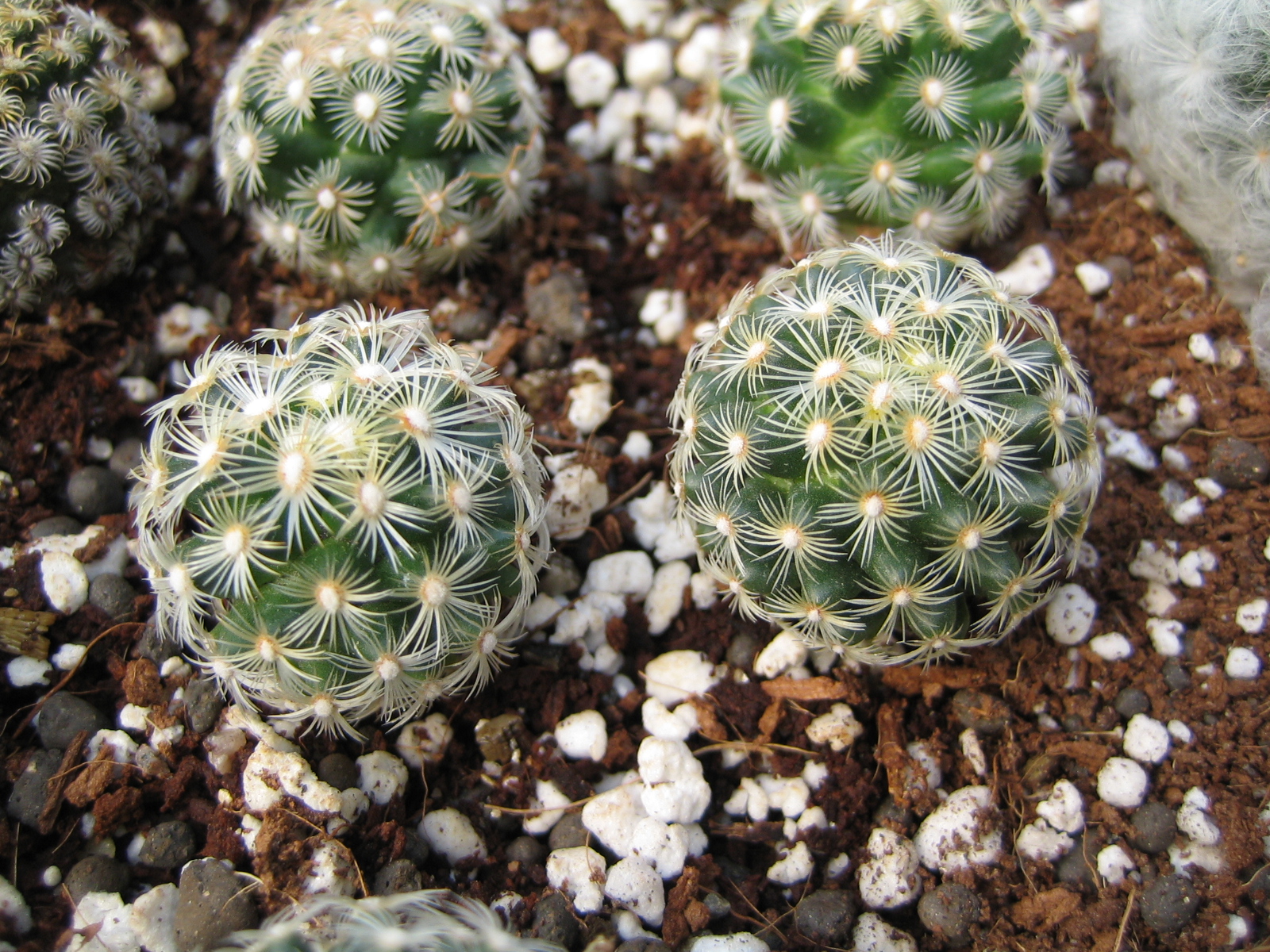 Perlite Cactus - HD Wallpaper 