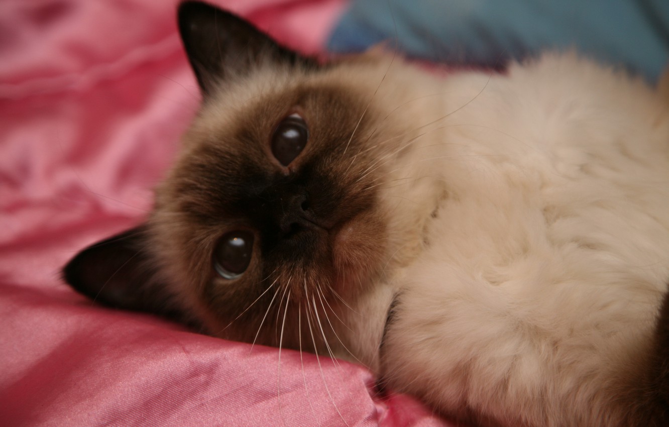 Photo Wallpaper Cats, Wallpaper, Cat, Siamese Cat - HD Wallpaper 