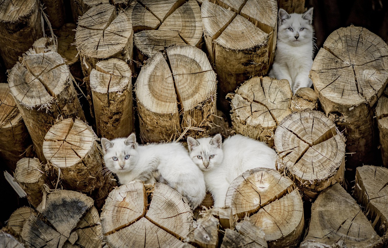 Photo Wallpaper Cats, Cats, Logs - Wallpaper - HD Wallpaper 