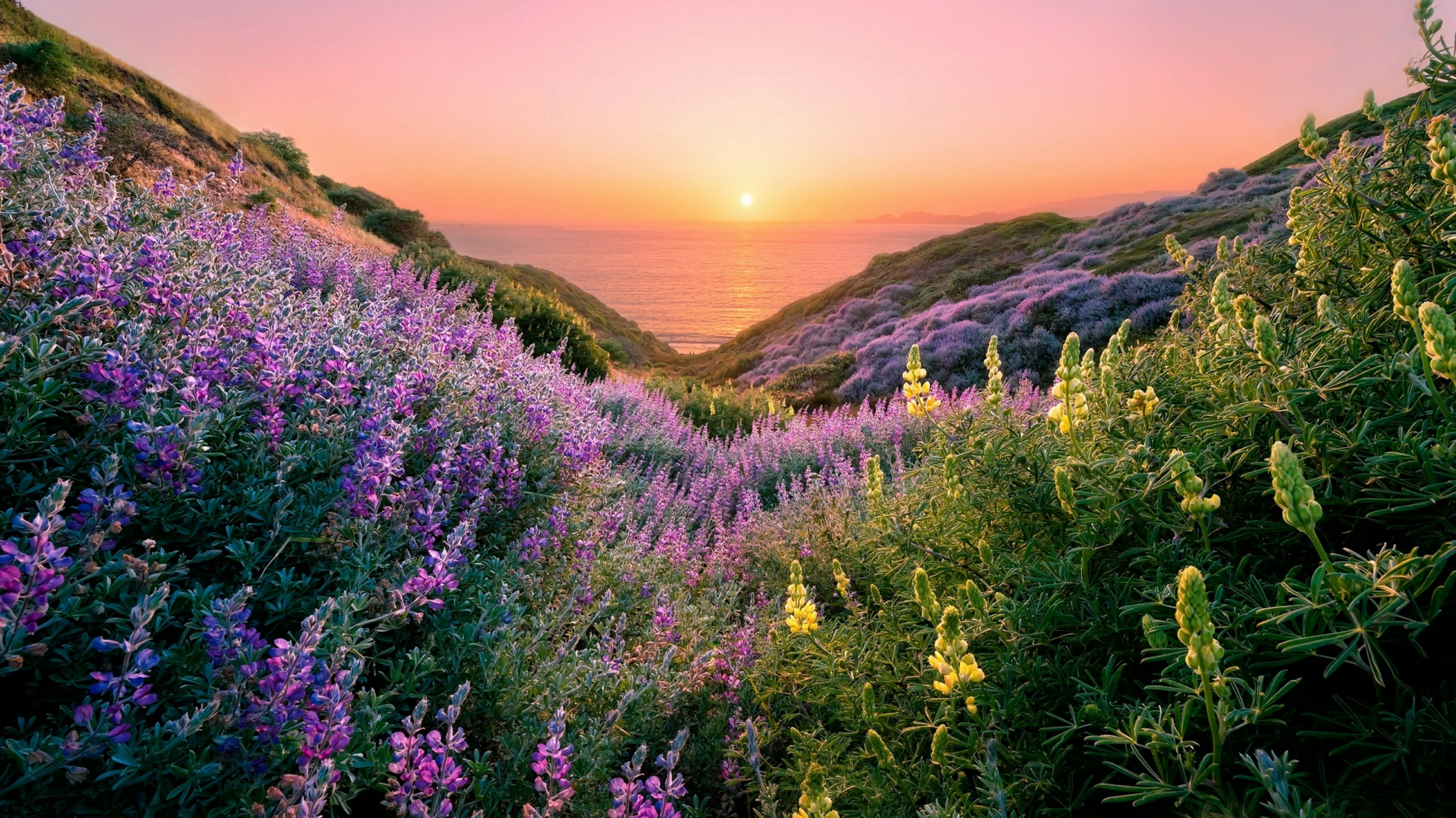Flower Sunset - HD Wallpaper 