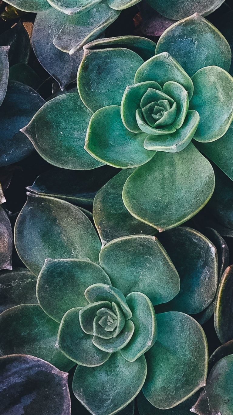 Plant Wallpaper Iphone - 768x1366 Wallpaper - teahub.io