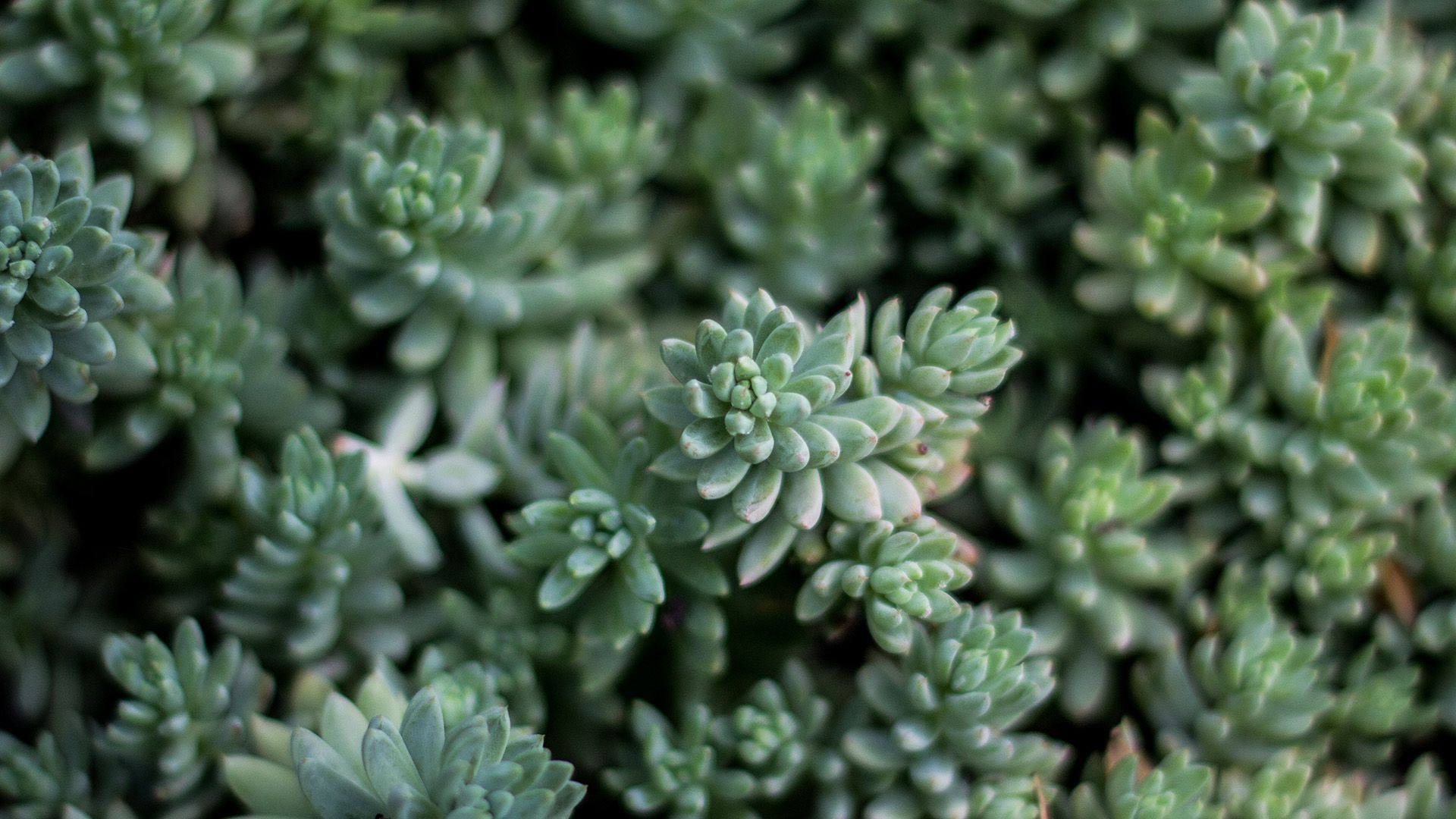 Succulents Wallpaper For Mac - HD Wallpaper 
