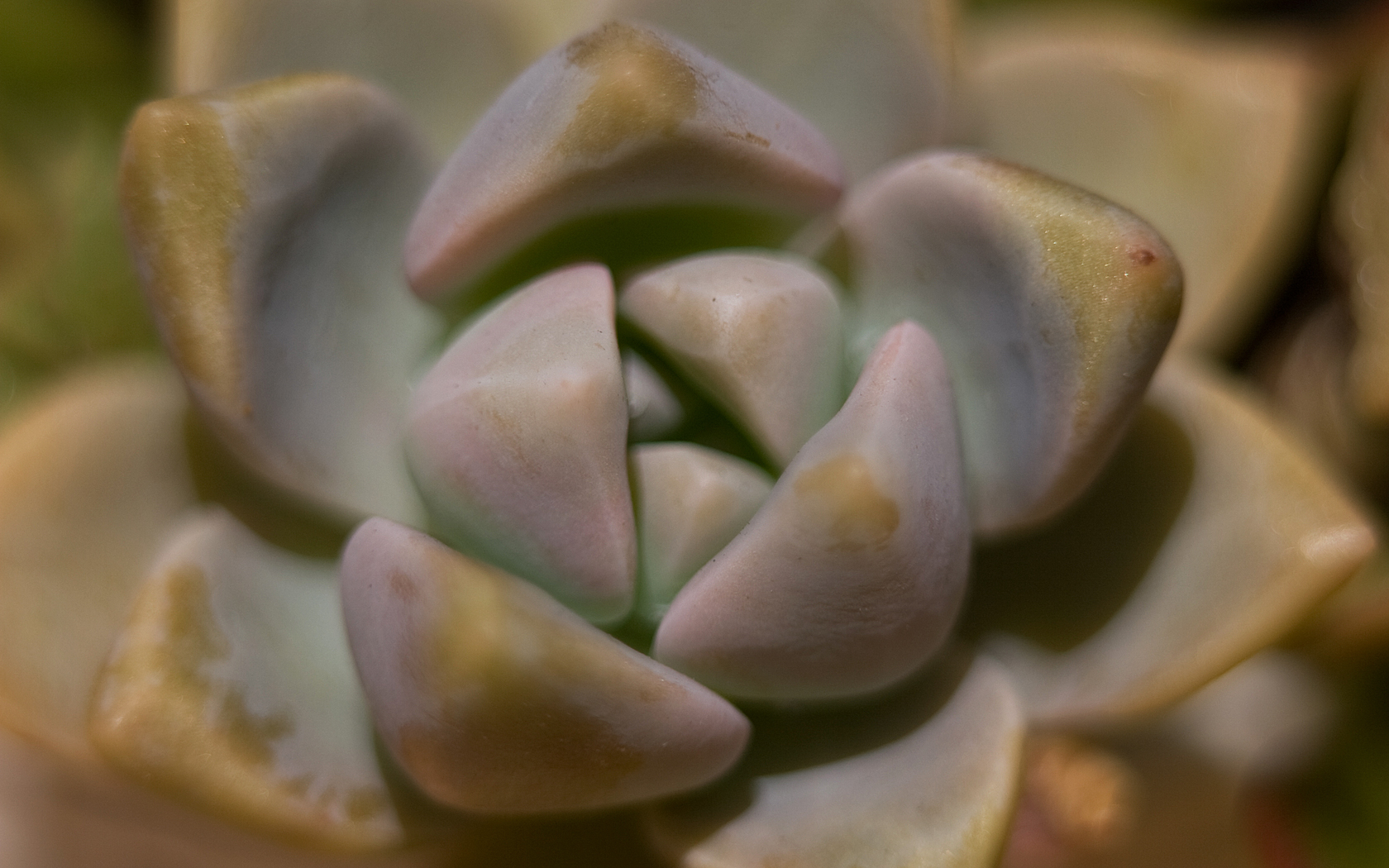 Succulent Desktop Wallpaper - HD Wallpaper 