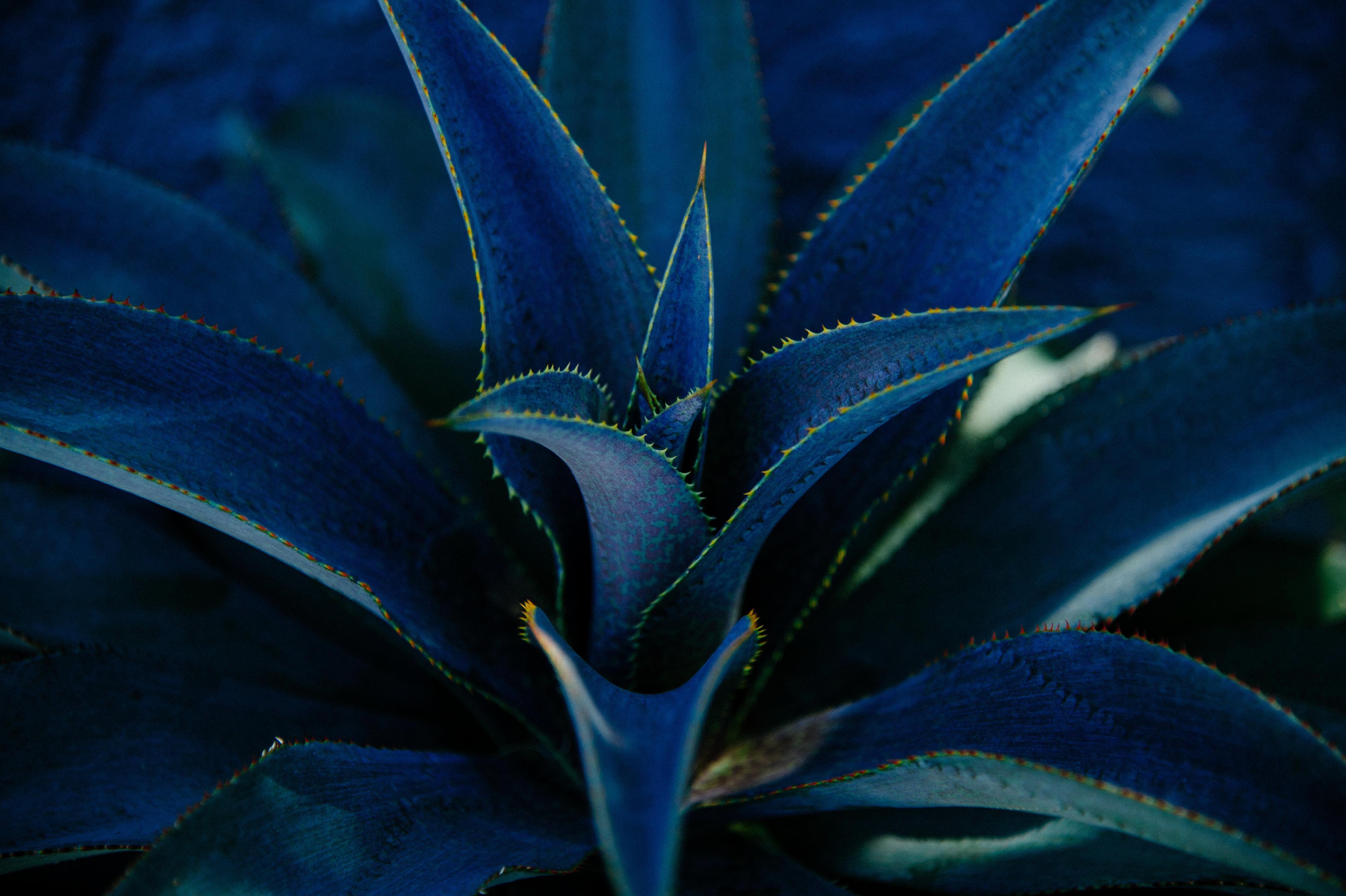 Aloe, Succulent, Plant, Leaves, Prickly - Blue Succulents Hd - HD Wallpaper 