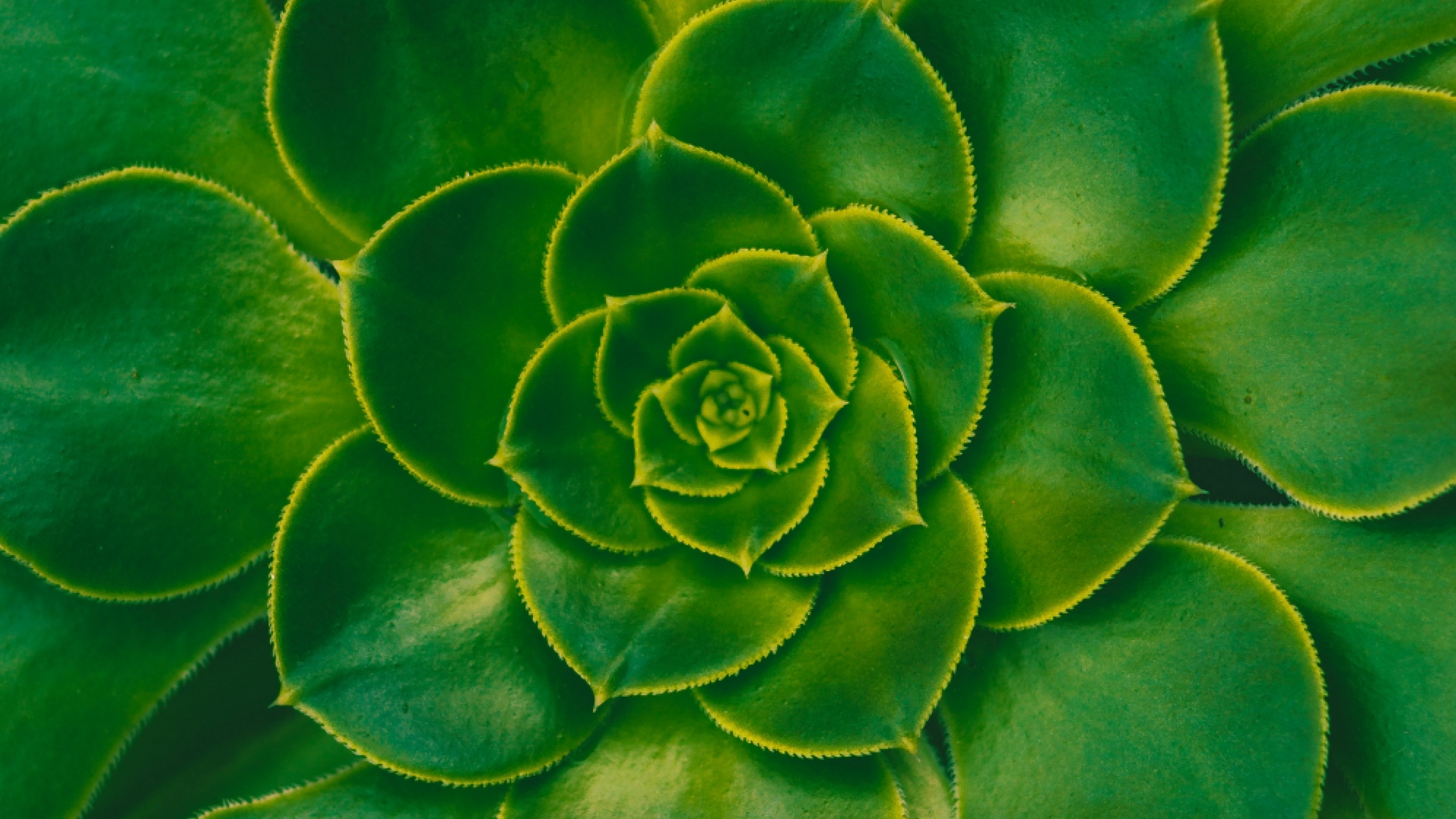 Wallpaper Plant, Succulent, Green, Leaves, Symmetry - Succulent Wallpaper Hd - HD Wallpaper 
