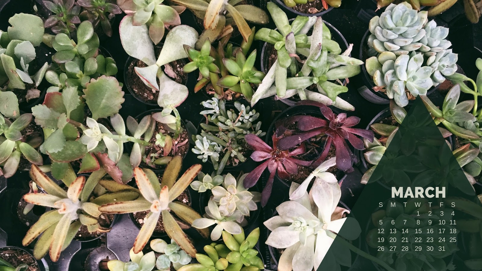 Desktop Wallpaper Calendar March - Jasmine - HD Wallpaper 