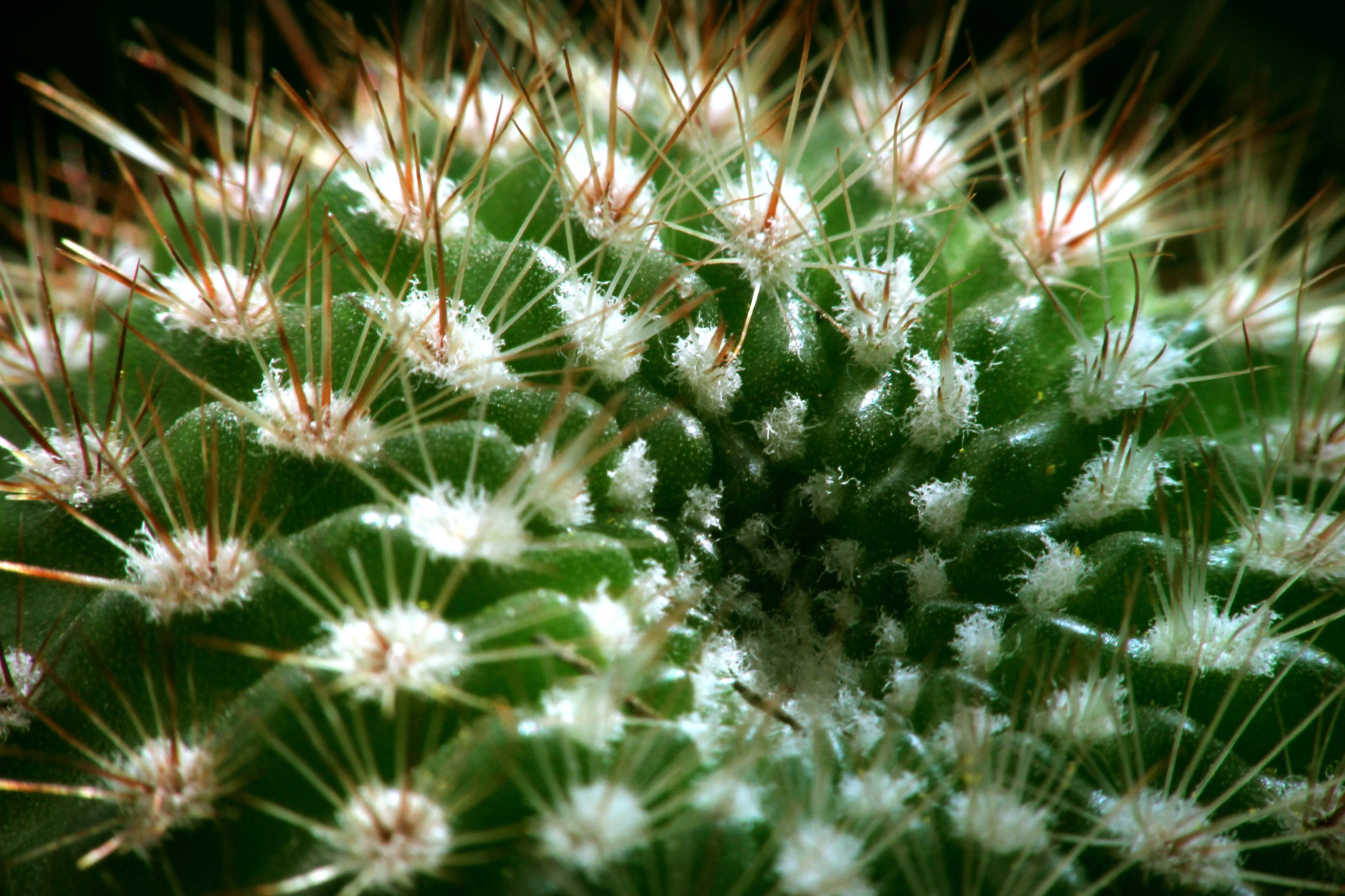 Hedgehog Cactus - HD Wallpaper 