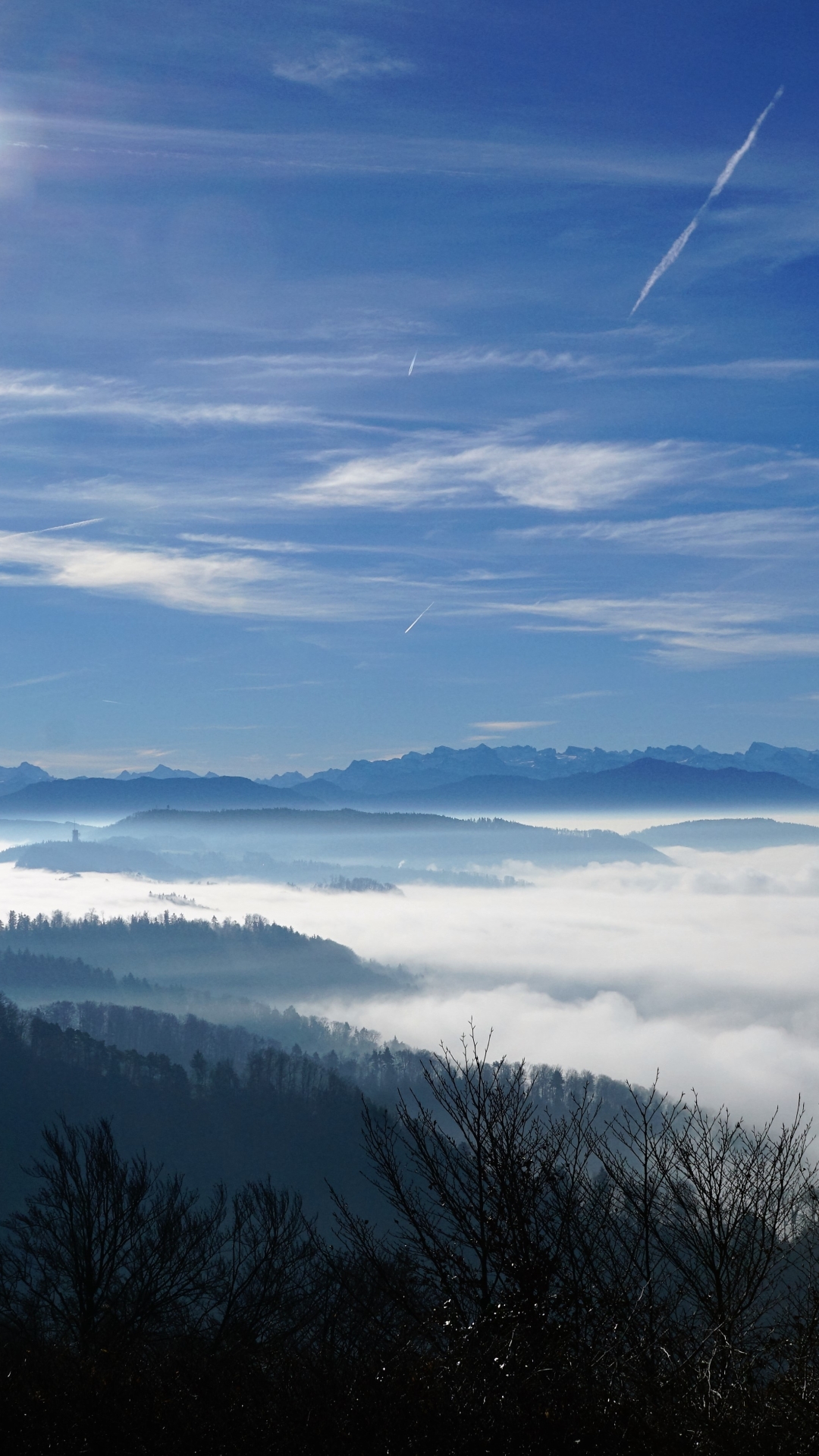 Larch - HD Wallpaper 