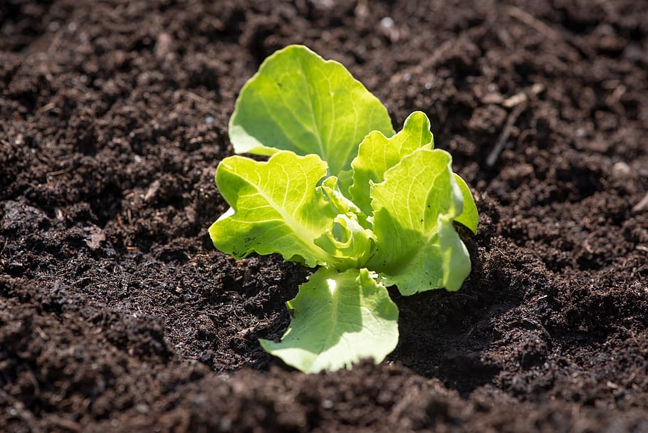 Lettuce Seedling, Green, Fresh, Small, Salad, Garden, - Lettuce Seedling - HD Wallpaper 