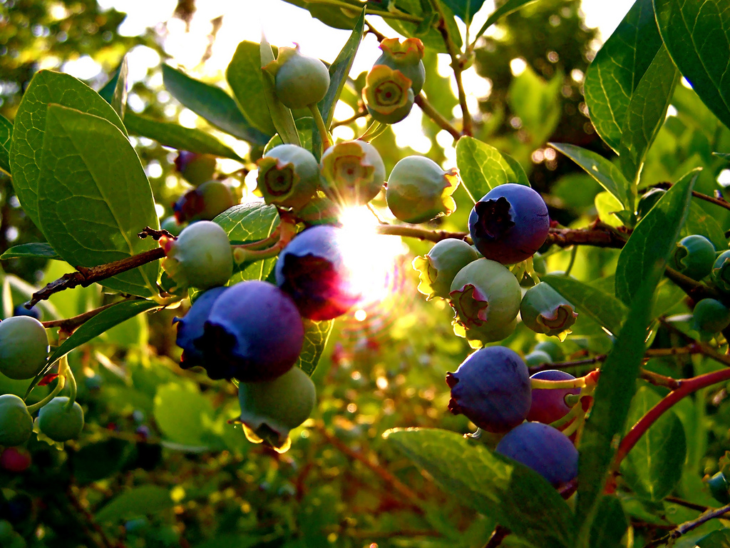 How To Plant An Edible Hedge Blueberry Bush 1024x768 Wallpaper