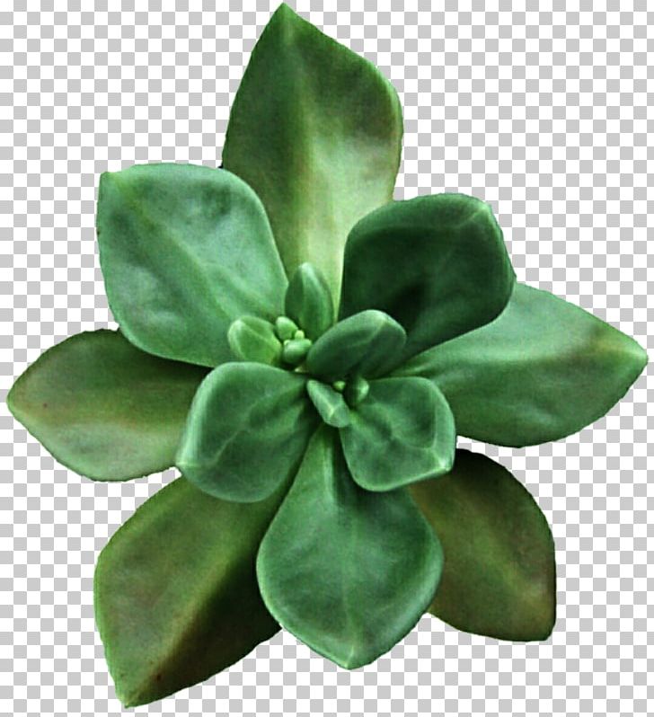 Succulent Plant Flower Png, Clipart, Aeonium, Clip - HD Wallpaper 