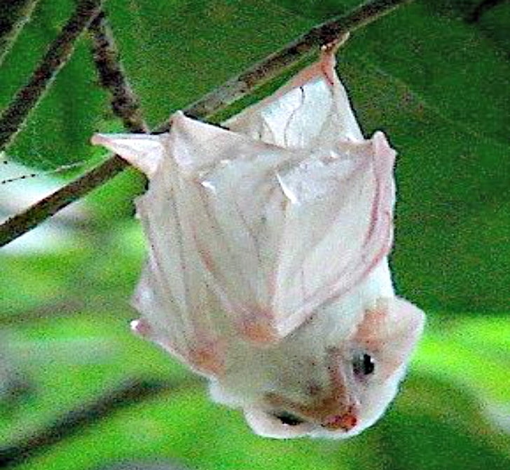 Ghost, Northern, Albino, Bat, Animal, Diversity, Close-up, - Northern Ghost Bat - HD Wallpaper 