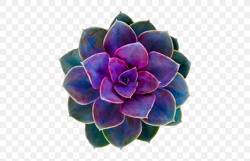 Succulent Plant Flower Rose Desktop Wallpaper, Png, - Transparent Succulent Clipart Free - HD Wallpaper 