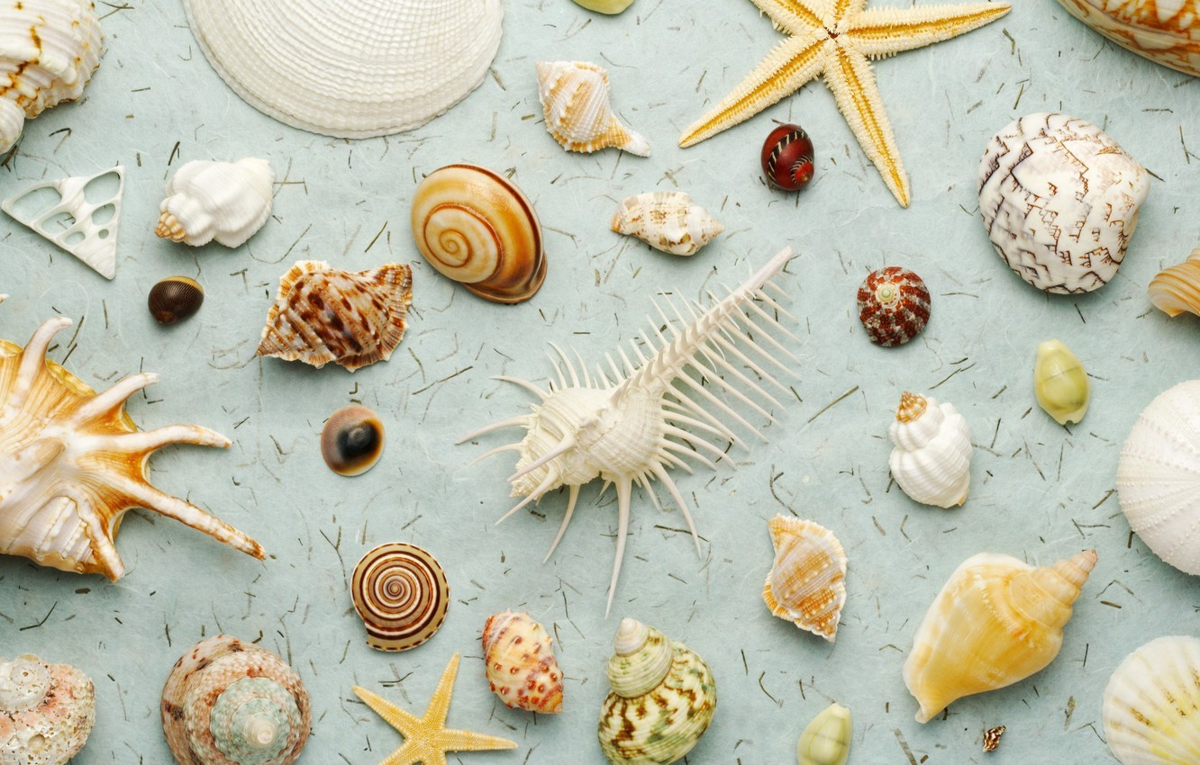 Photo Wallpaper Nature, Shell, A Lot, Sea World, Diversity - Ракушки Фон - HD Wallpaper 