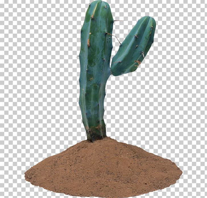 Cactus Portable Network Graphics Jpeg Succulent Plant - Takeda Logo Transparent Background - HD Wallpaper 
