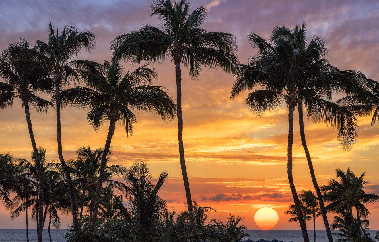 Photo Wallpaper Sea, Sunset, Palm Trees, The Sun, Silhouette, - Landscape Sunset With Palm Trees Hawaii - HD Wallpaper 