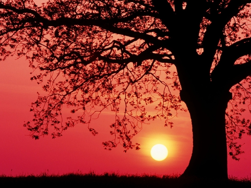 Spring Sunset - HD Wallpaper 