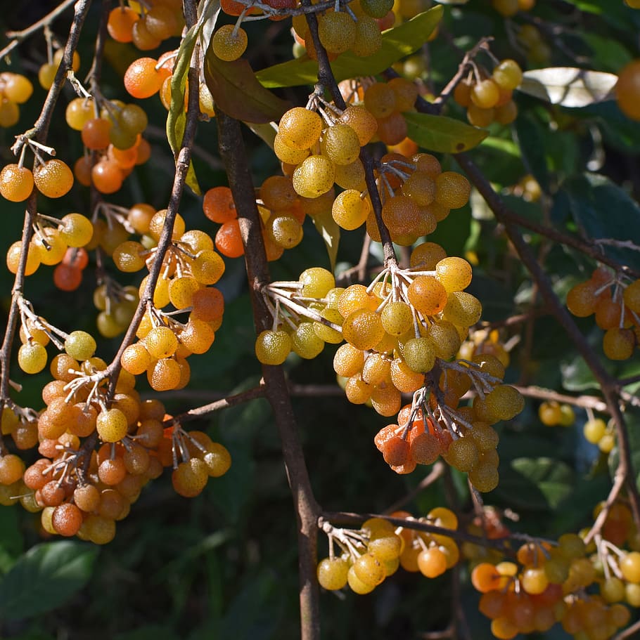 Ripening Autumn Olive Berries, Shrub, Plant, Nature, - HD Wallpaper 